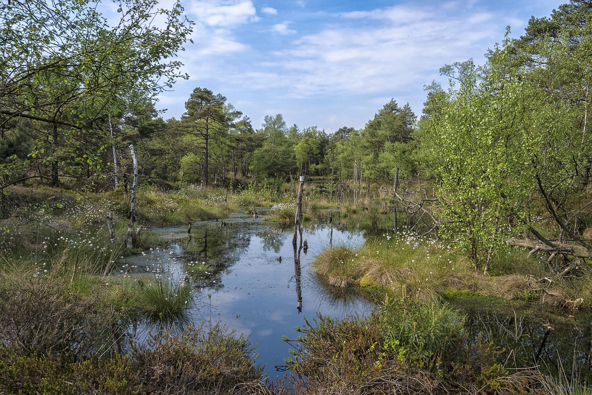 Фото бесплатно болото, водоём, деревья