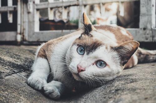 Кошечка с красивыми глазами