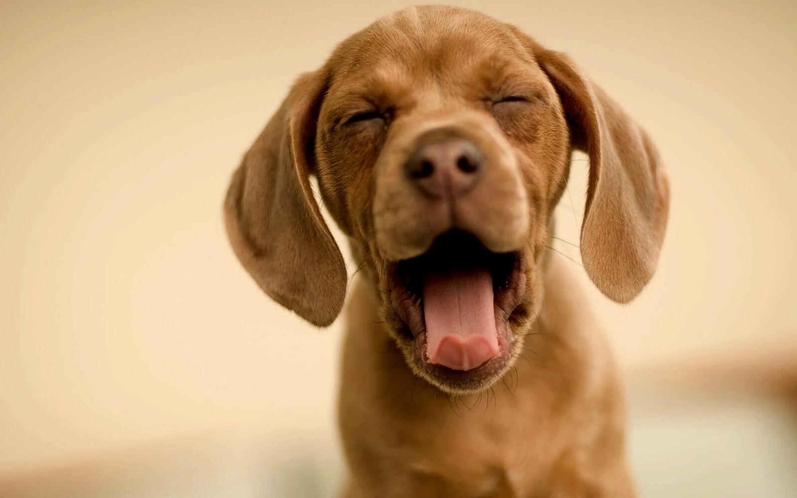 Wallpapers dog cute open mouth on the desktop