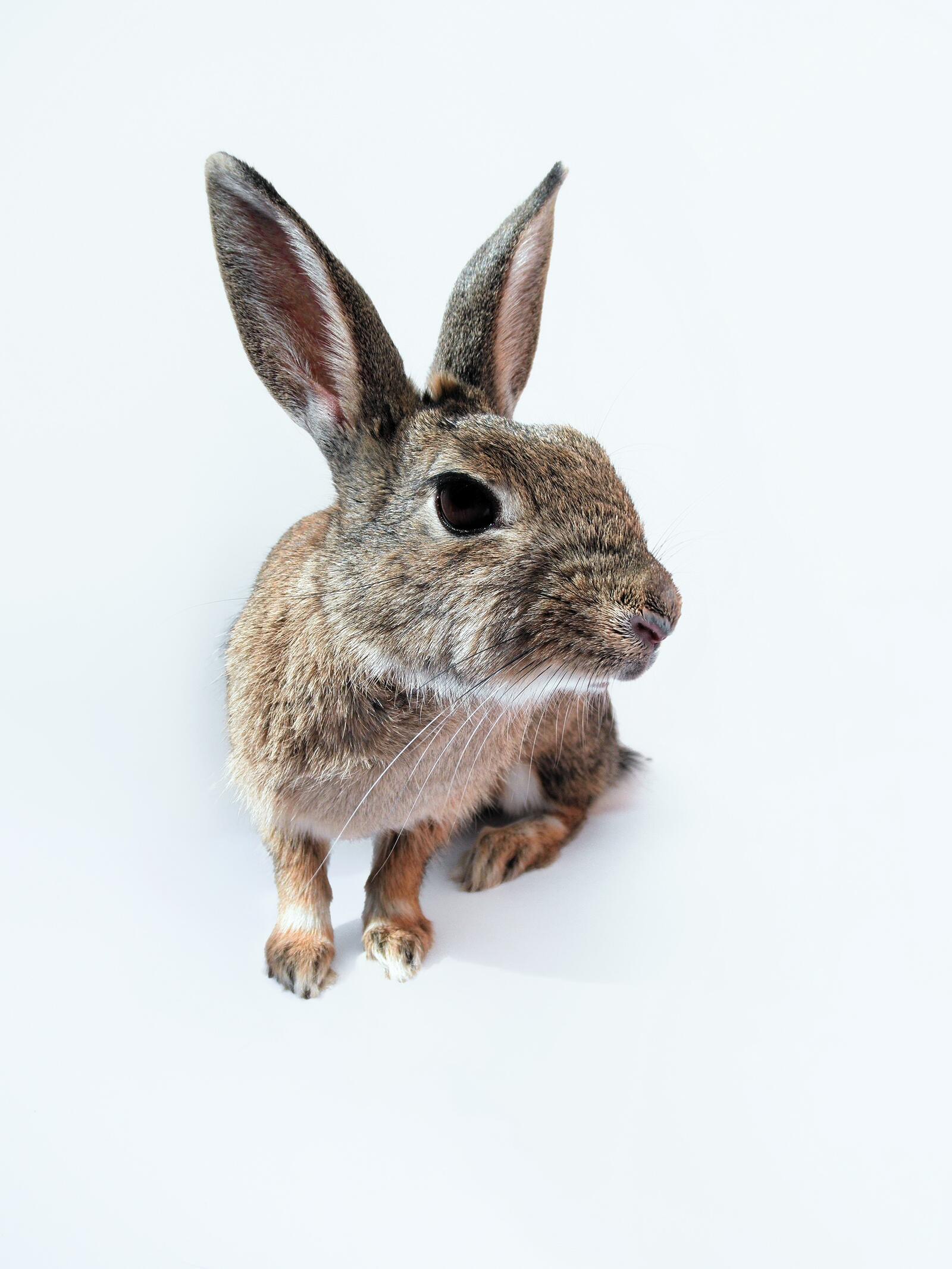 桌面上的壁纸哺乳动物 动植物 兔子