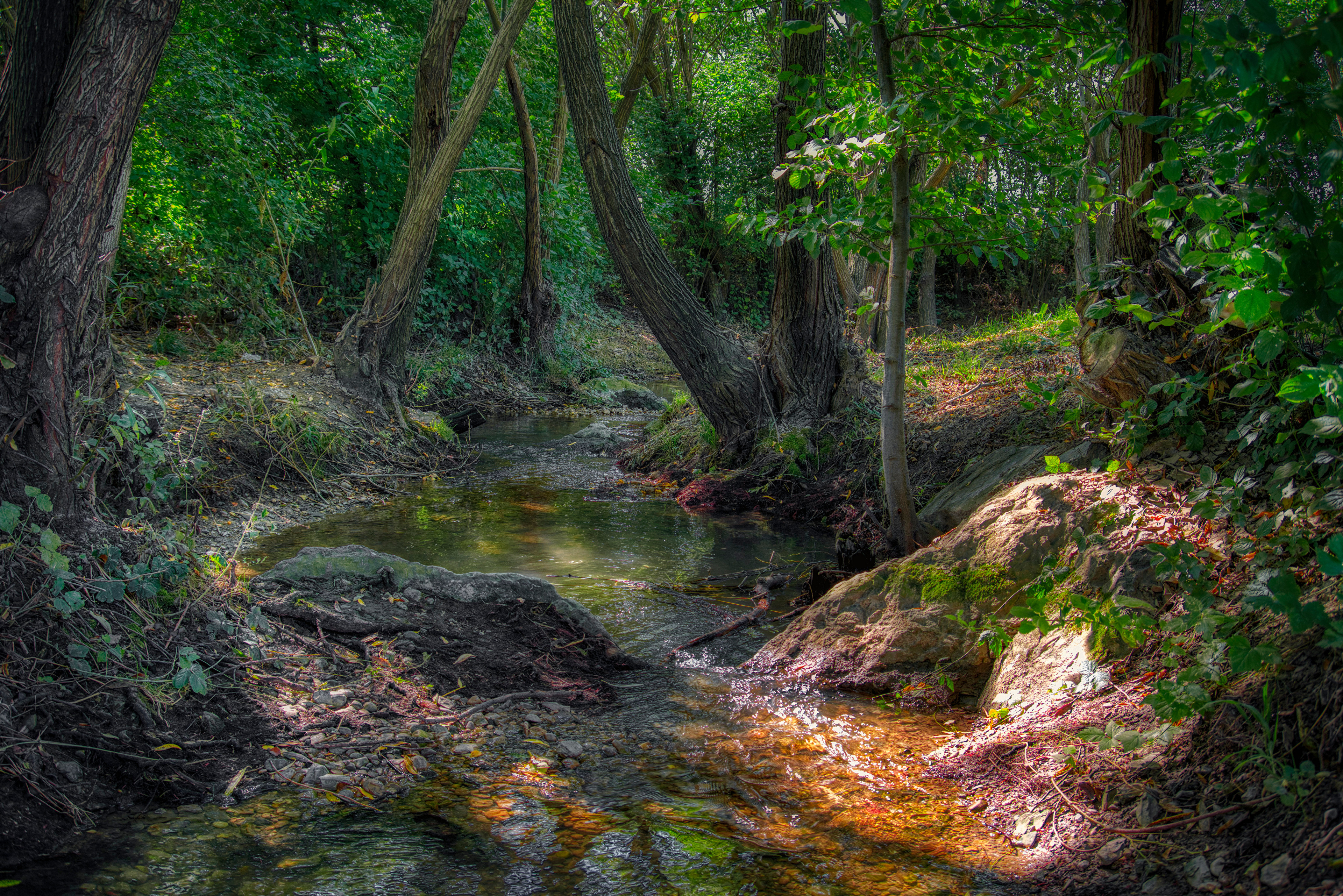 Фото бесплатно природа, потоки, лес
