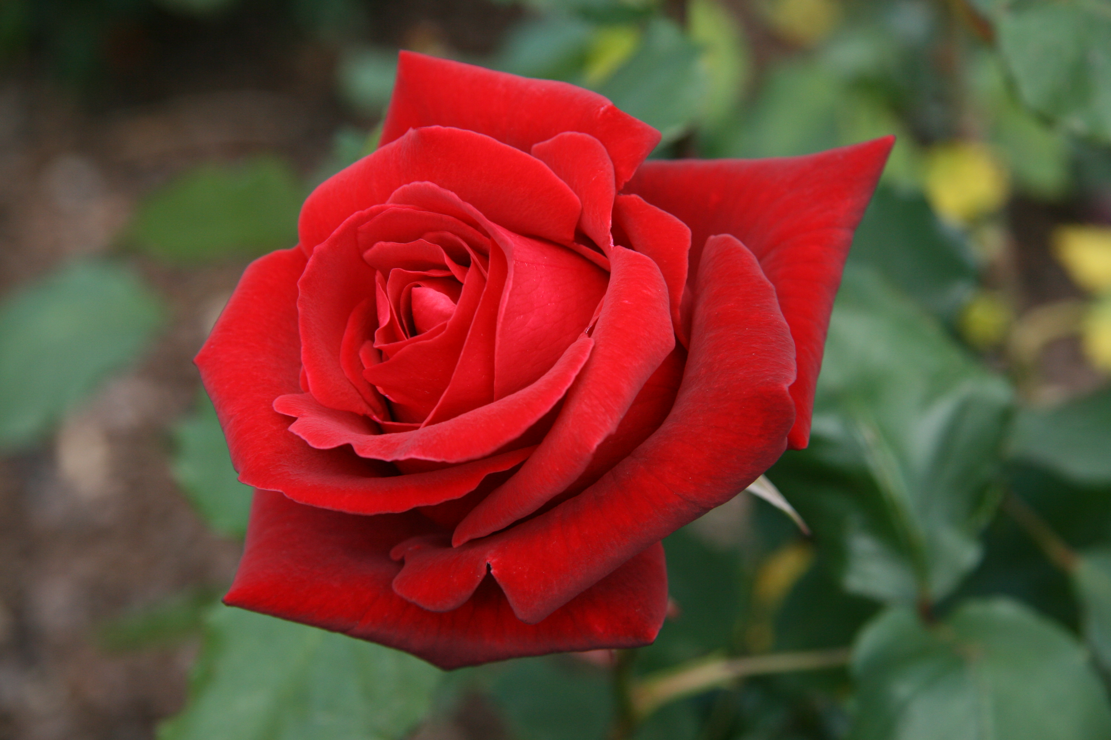 Бесплатное фото Кустовые розы