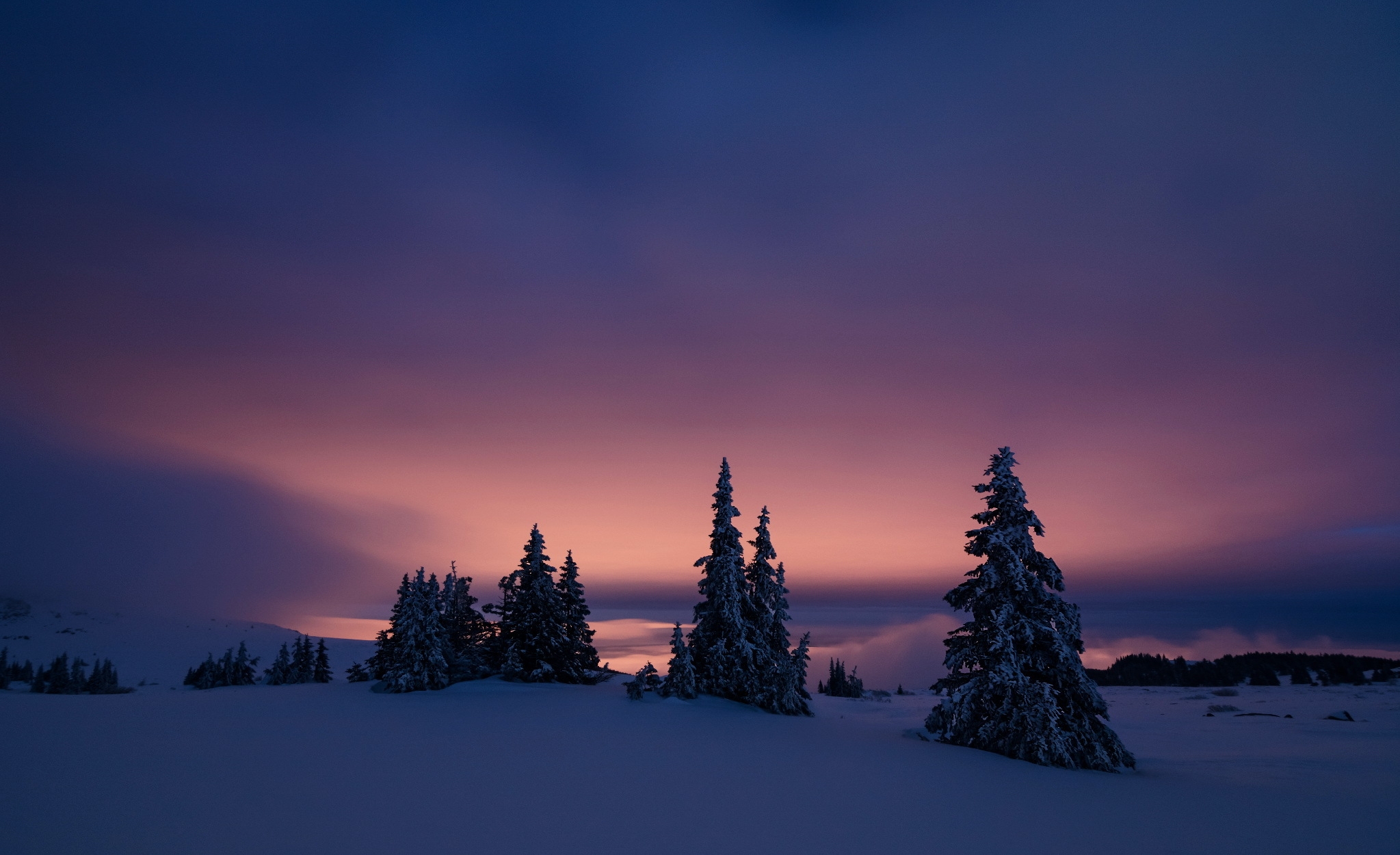 Late sunset on a winter field with fir trees wrapped in snow