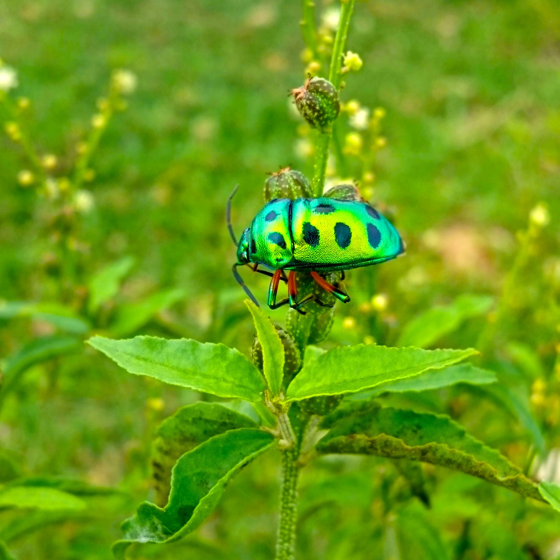 Wallpapers nature Sri Lanka leaf beetle on the desktop