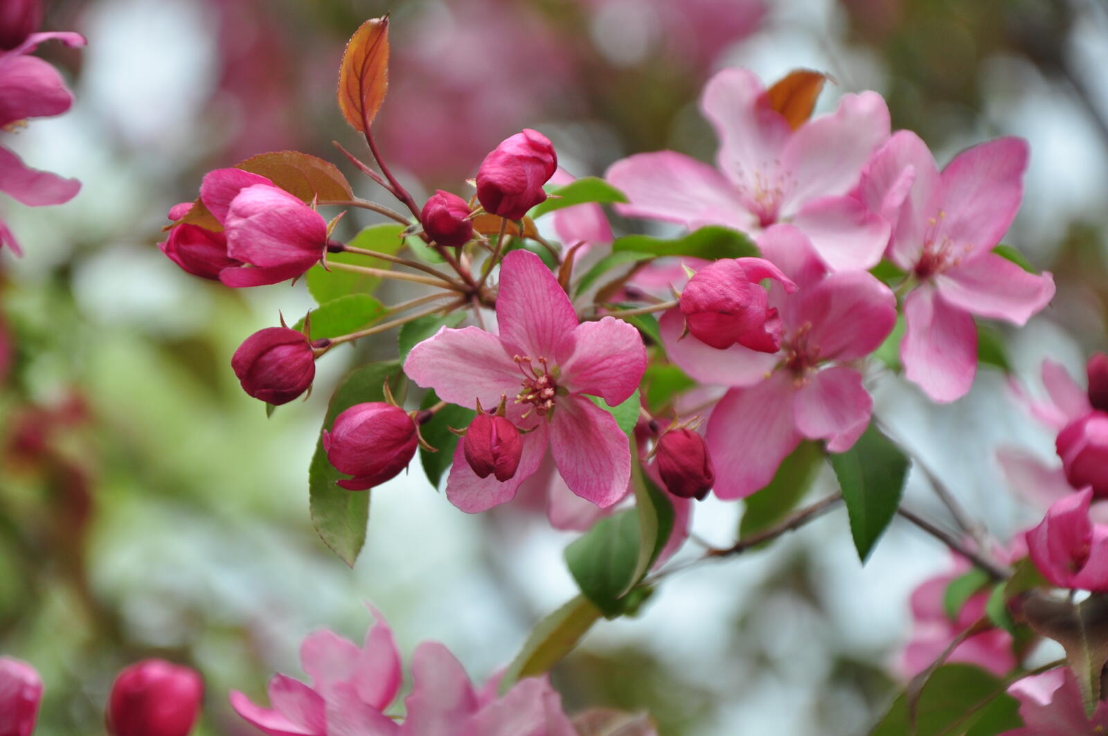 Бесплатное фото Цветущие сады сакуры