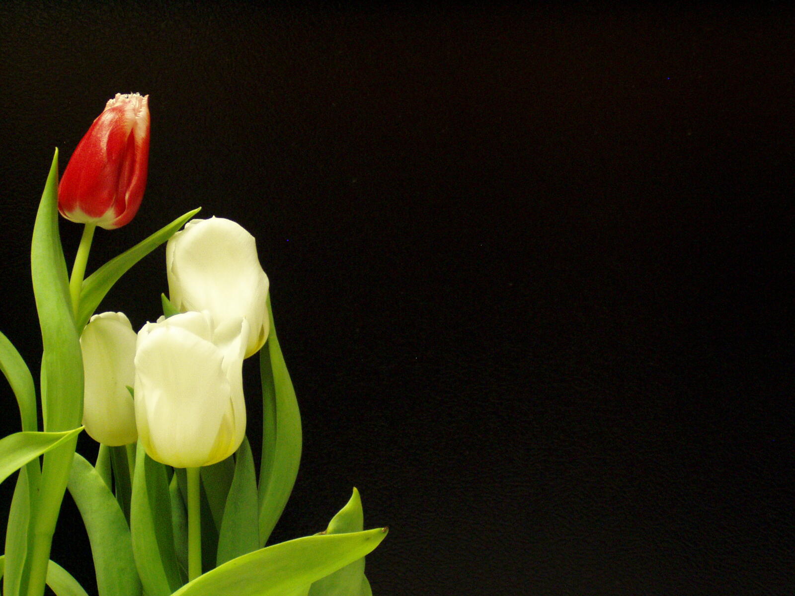 Wallpapers tulips black white on the desktop