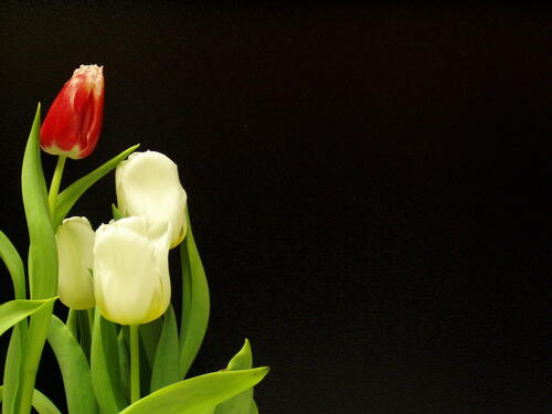 тюльпаны черный белый