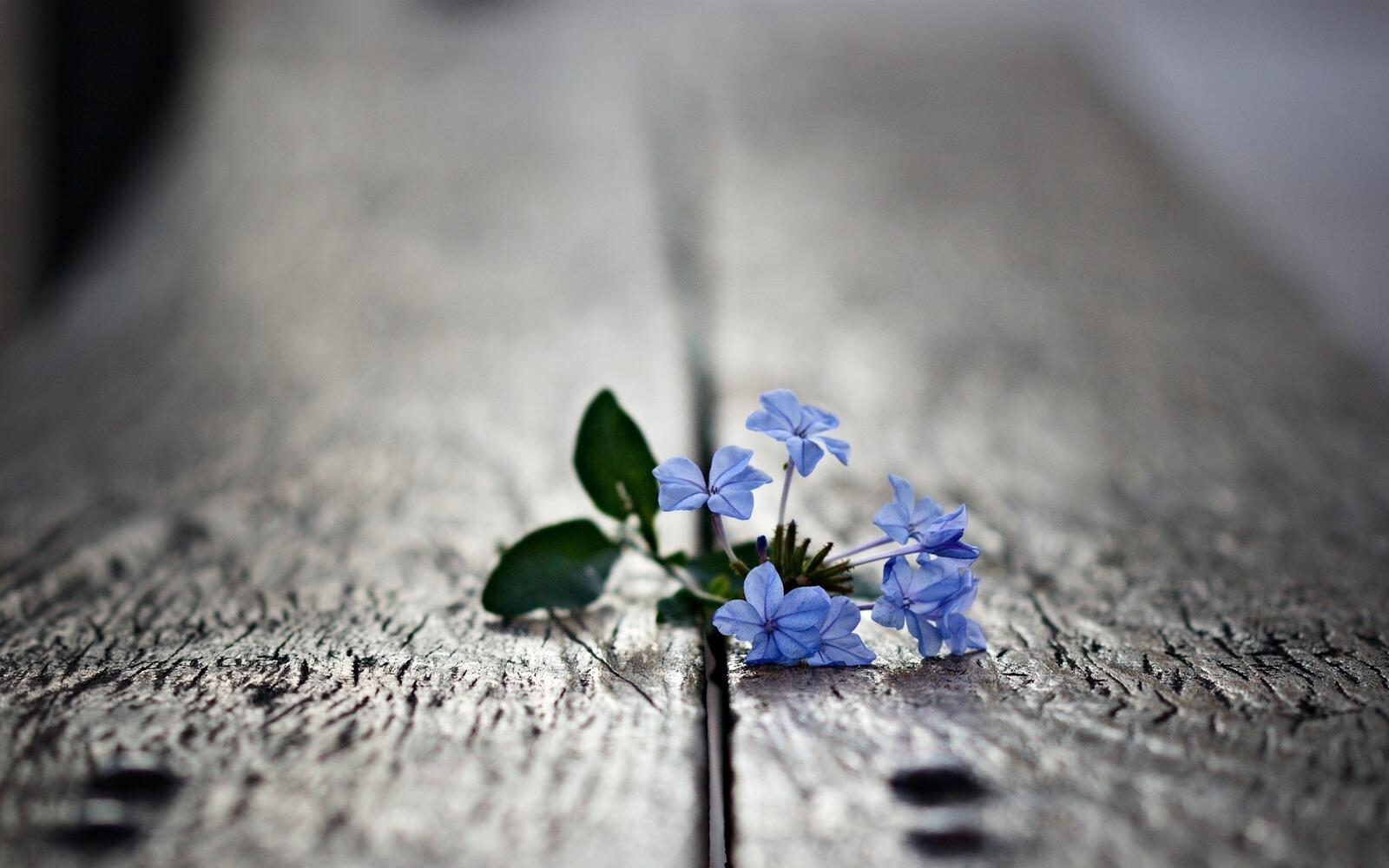 Обои обои голубые цветы древесина туманный на рабочий стол