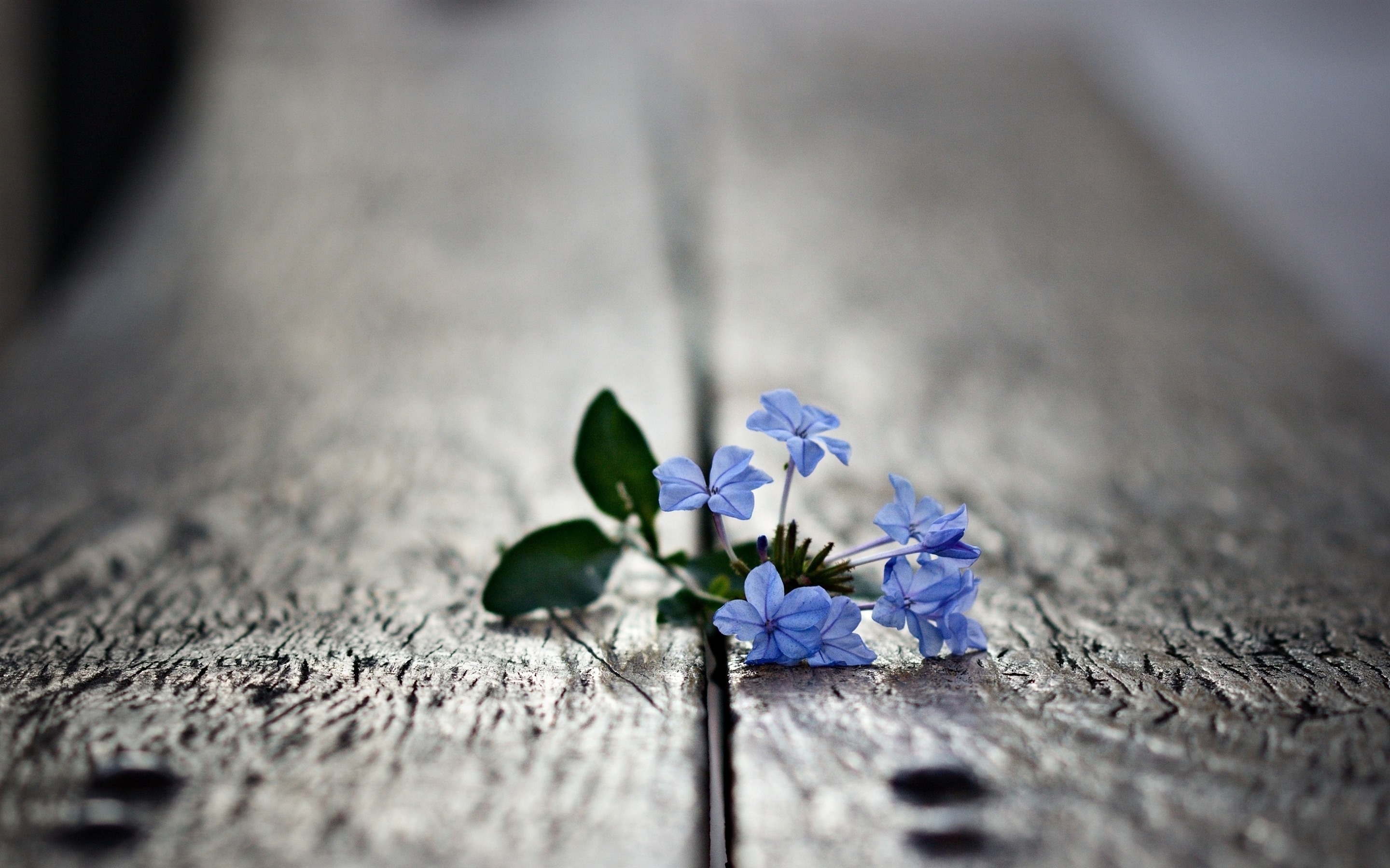 Photo free wallpaper blue flowers, wood, foggy