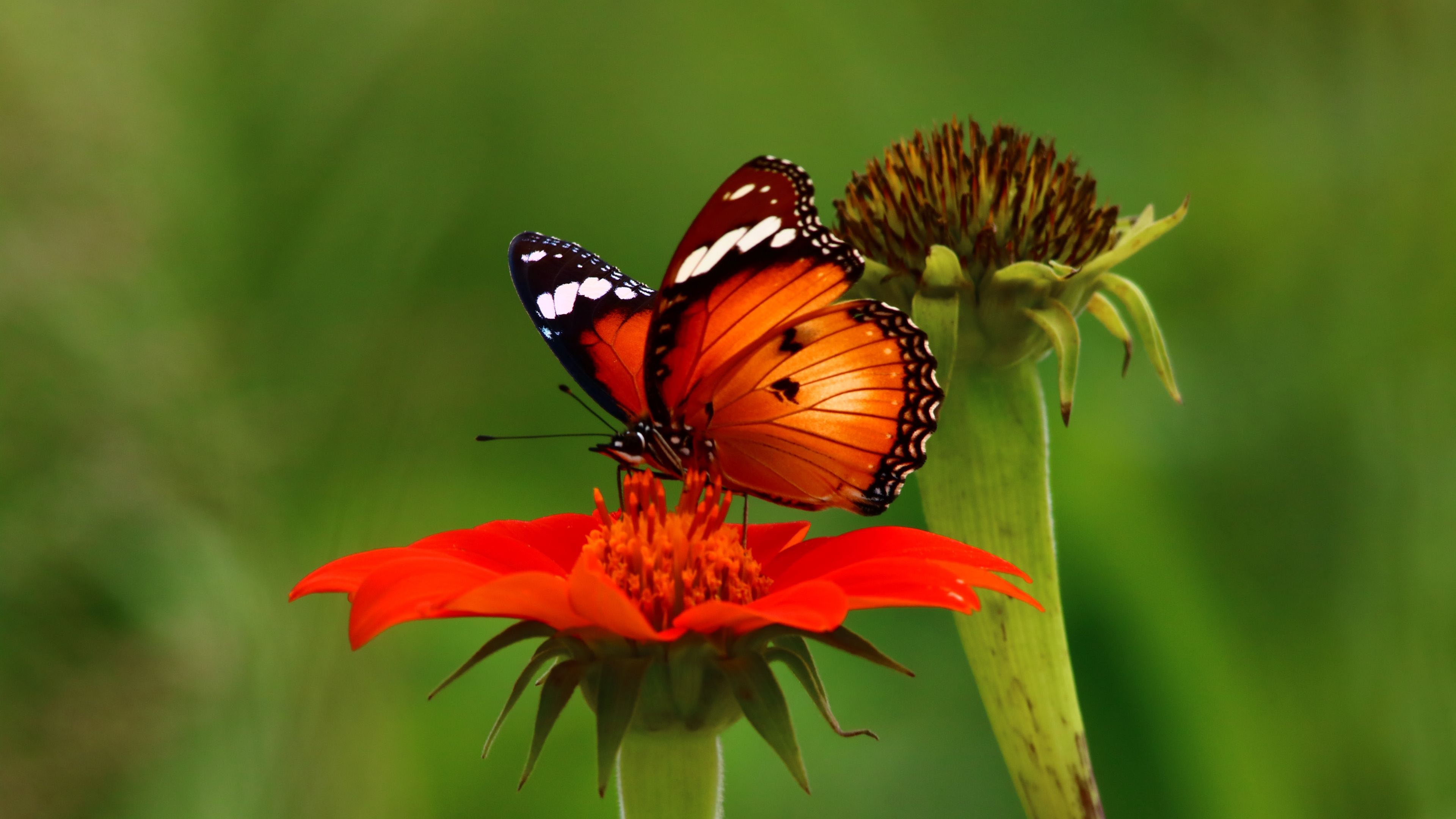 Обои обои бабочка красный цветок размытый фон на рабочий стол