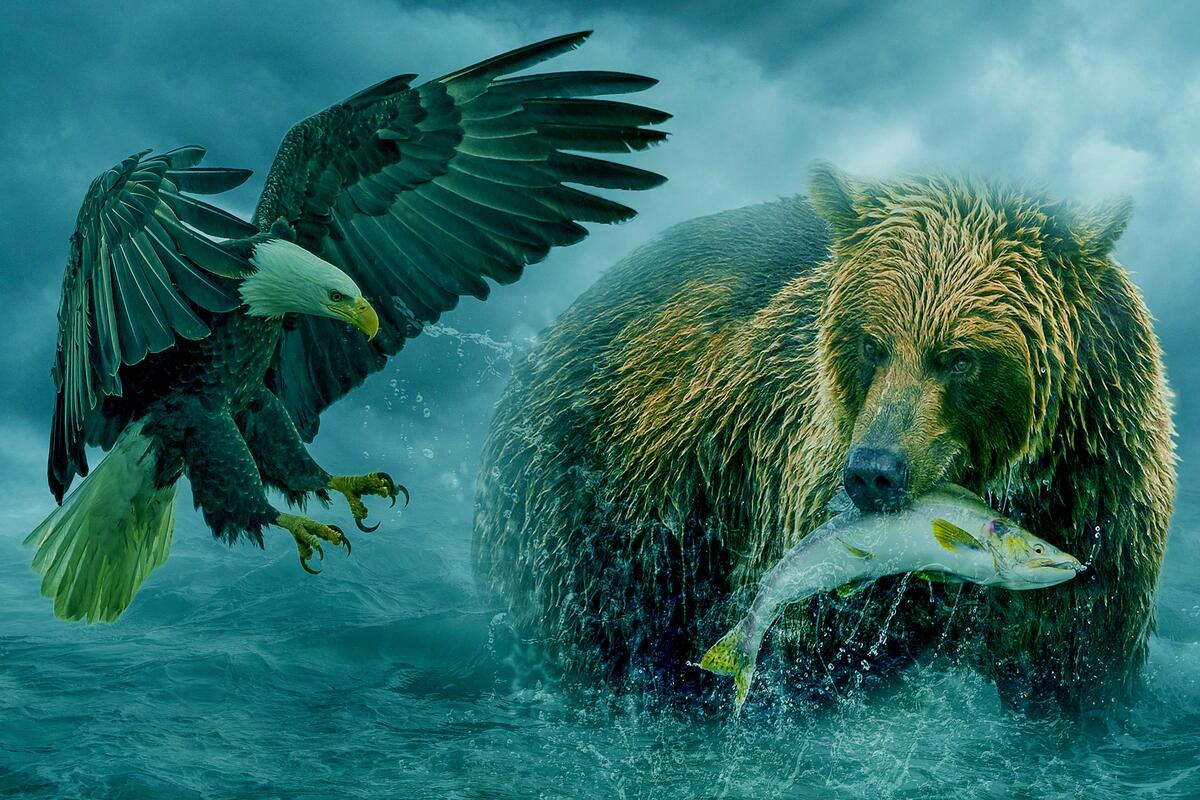 Белоголовый орлан хочет отнять у медведя рыбу