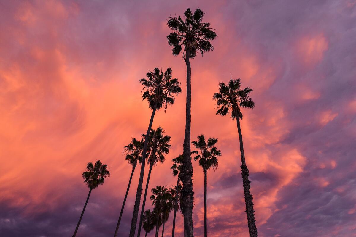 Palm trees against the evening sky