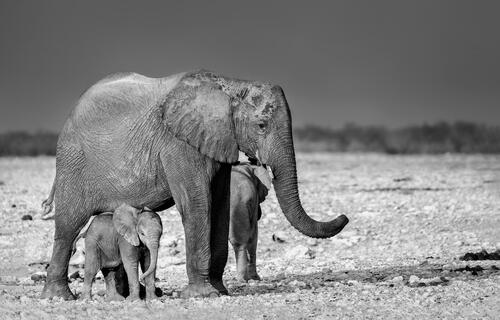 A family of elephants in a black and white photograph