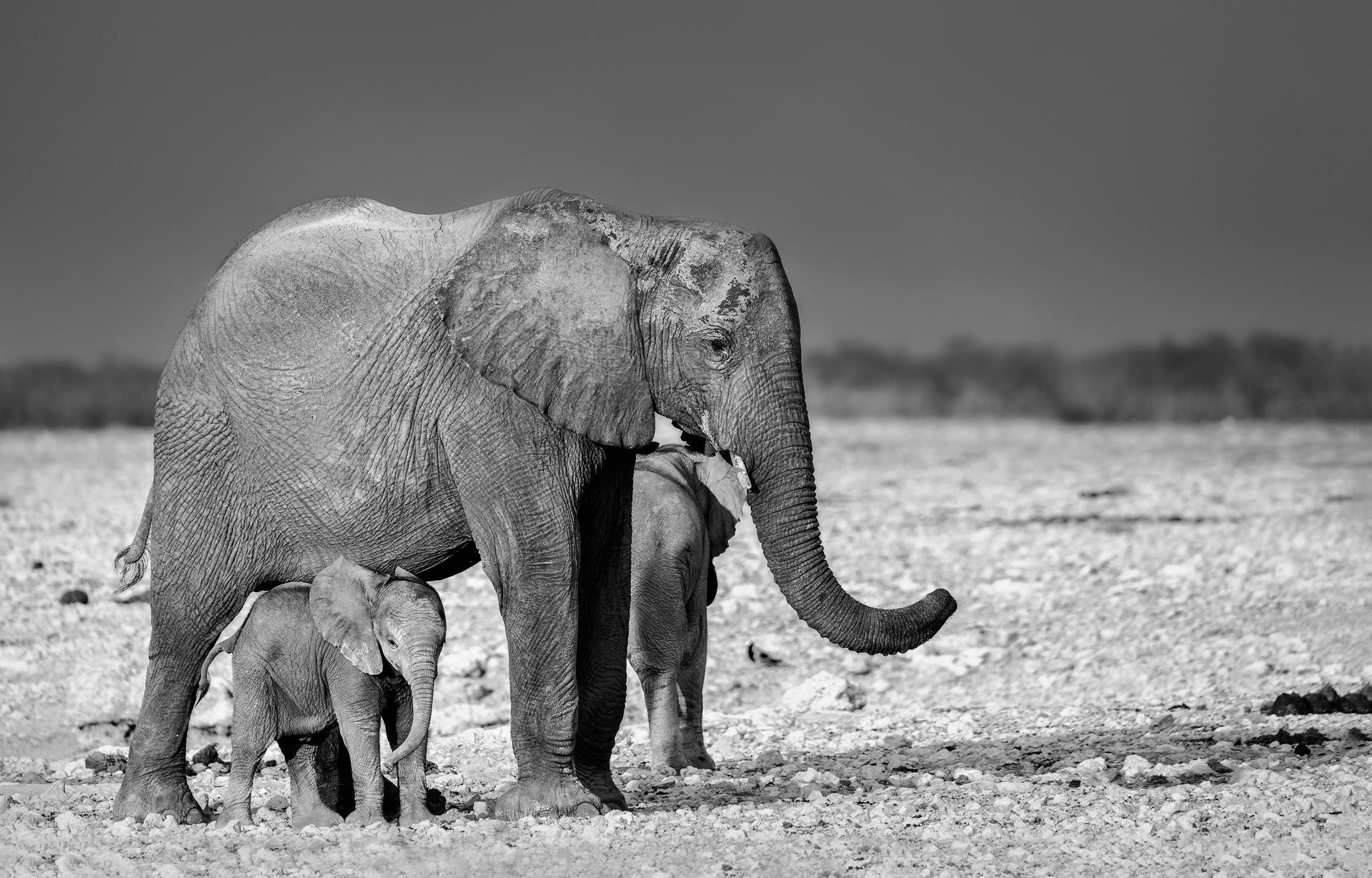 Free photo A family of elephants in a black and white photograph