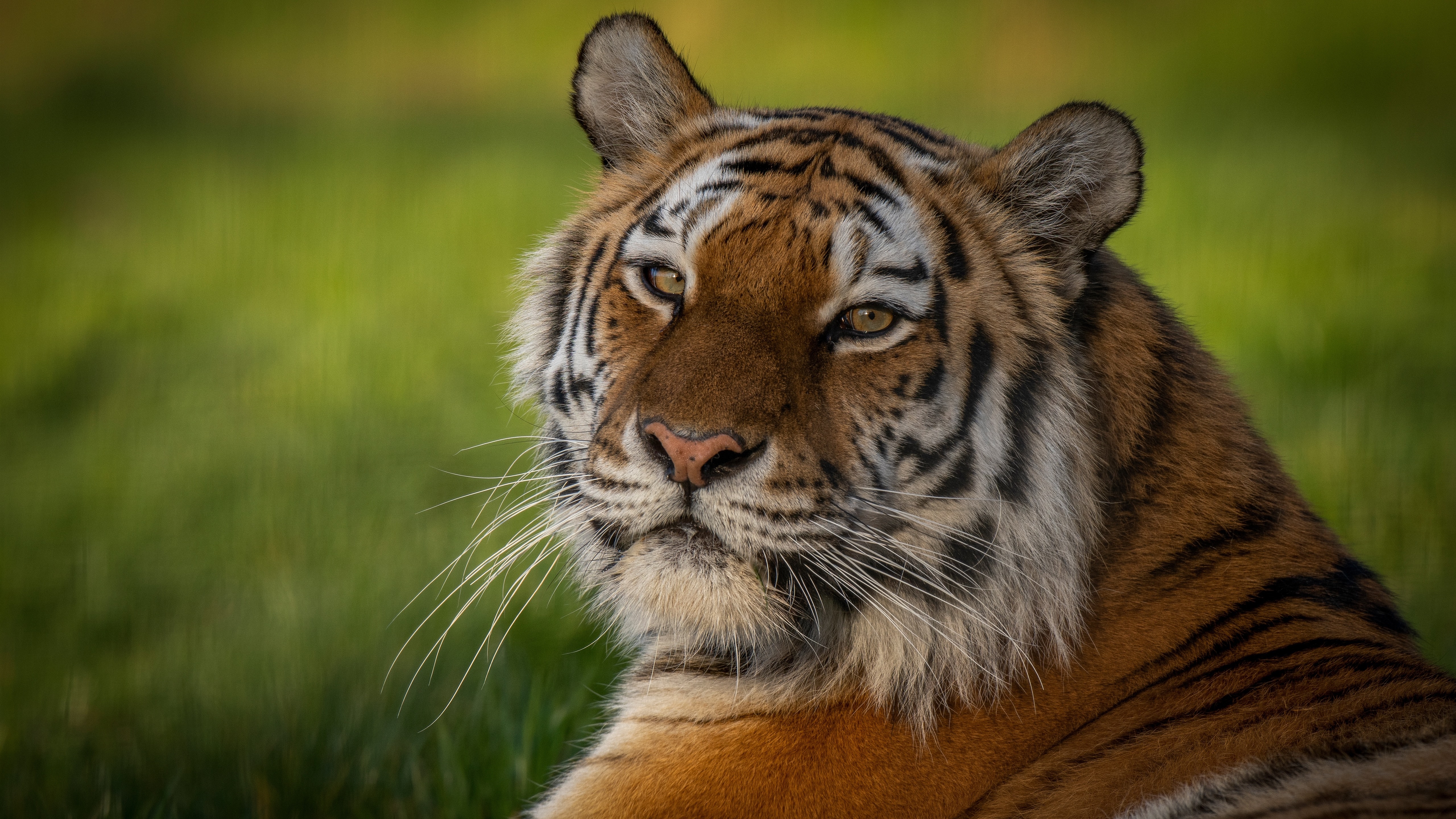 Фото бесплатно обои тигр, лежа, глядит в сторону