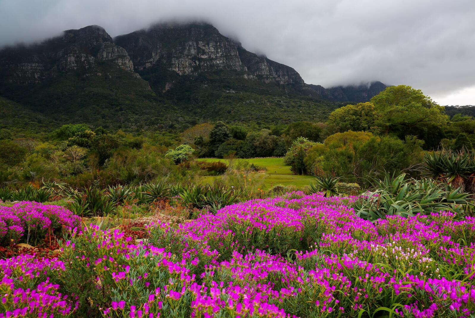 Обои Южная Африка цветы поле на рабочий стол