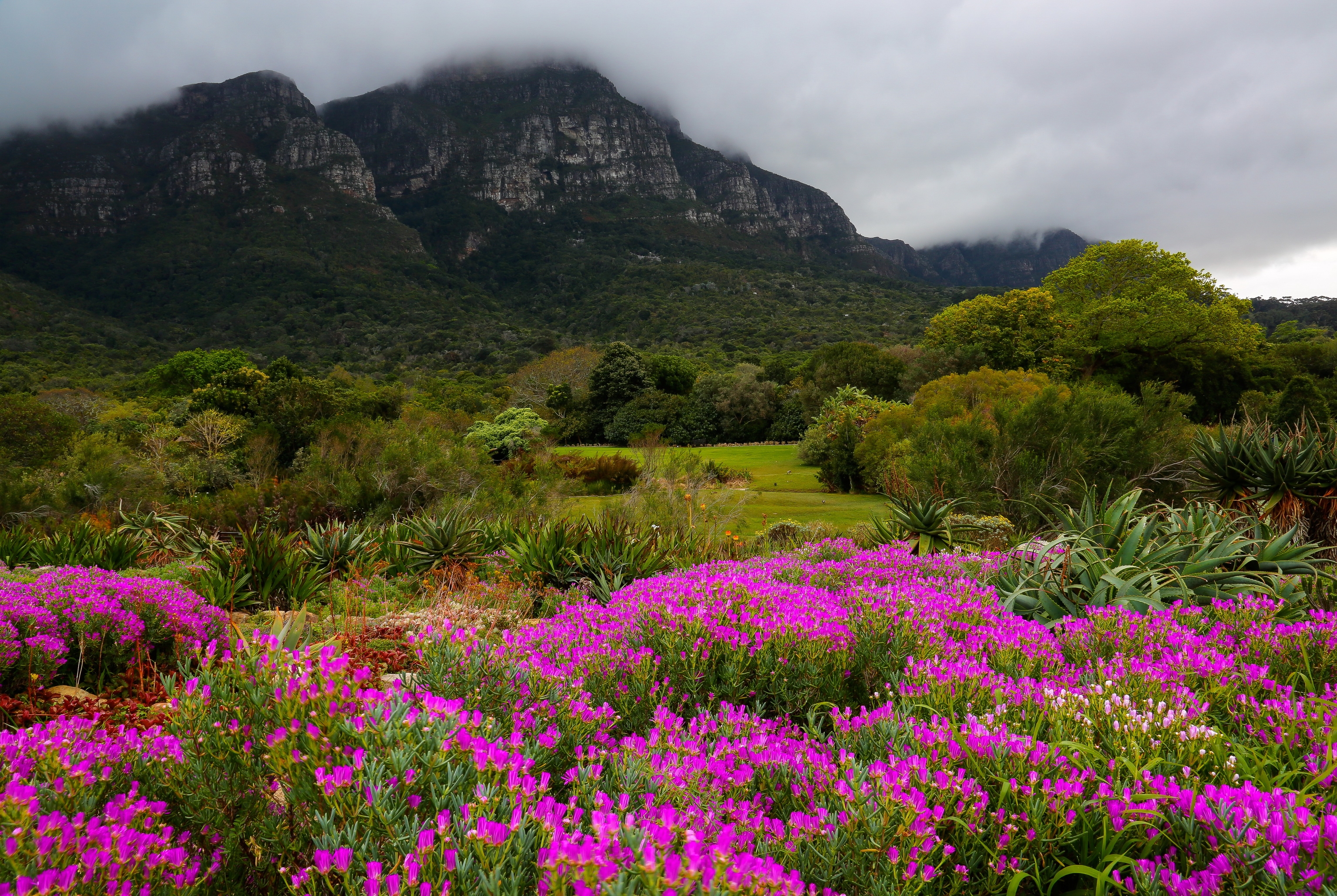Фото бесплатно Южная Африка, цветы, поле