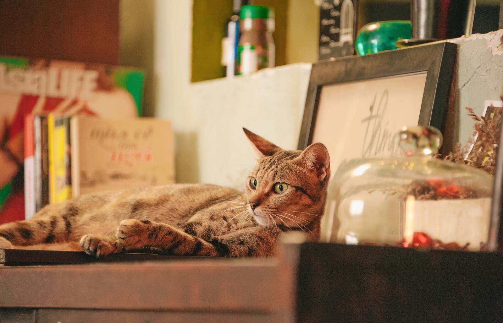 桌面上的壁纸猫咪壁纸 伏卧 有条纹