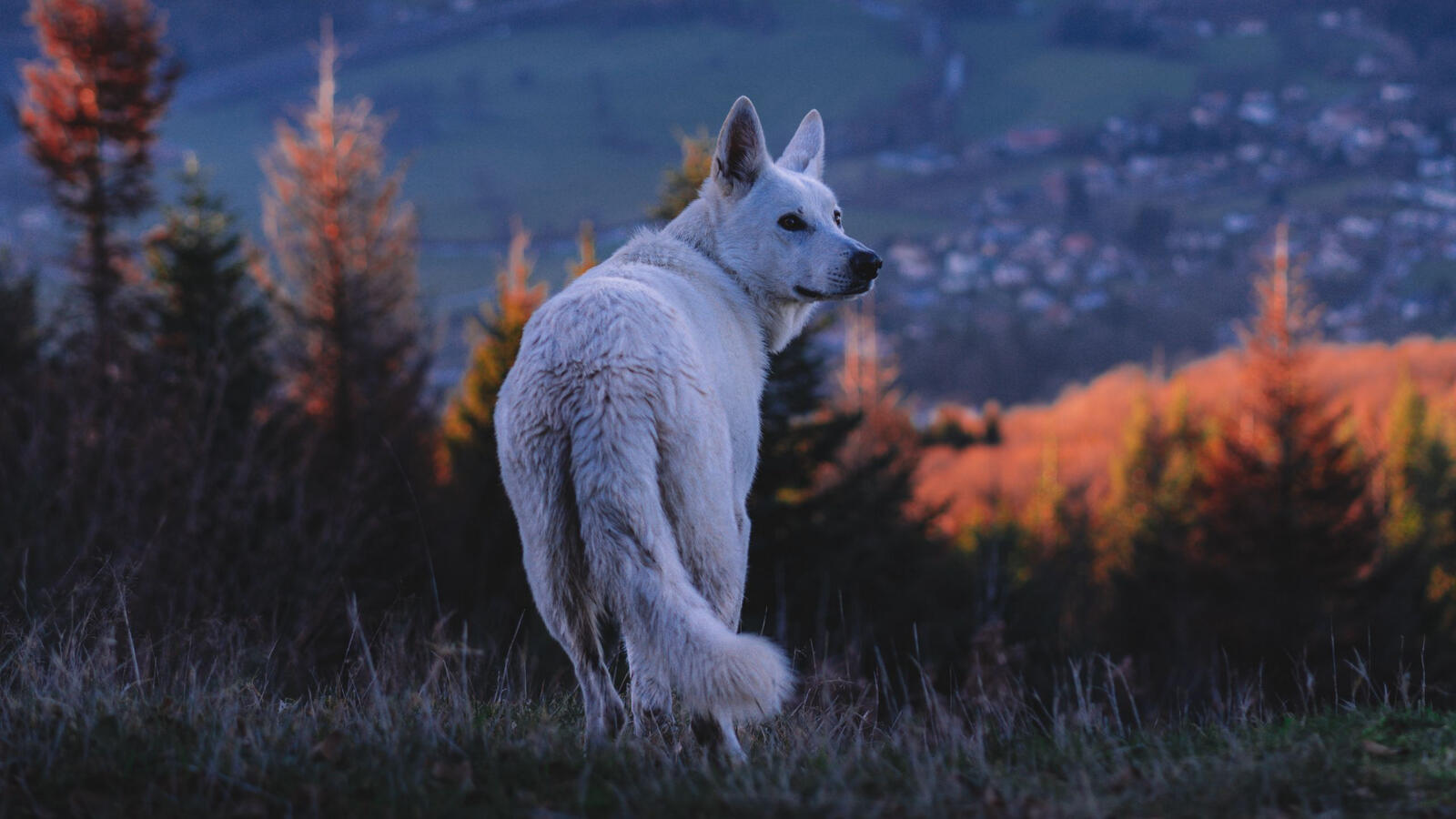 Wallpapers wallpaper white dog a dog majestic on the desktop