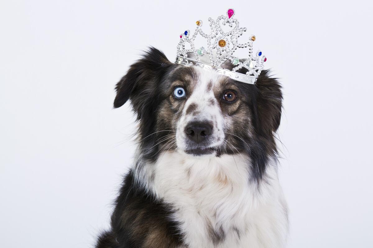 A dog with multicolored eyes wearing a crown