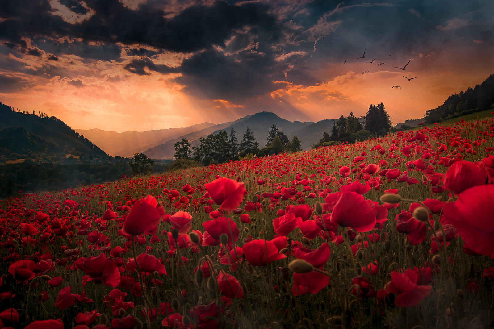 Wallpapers mountains clouds poppies on the desktop