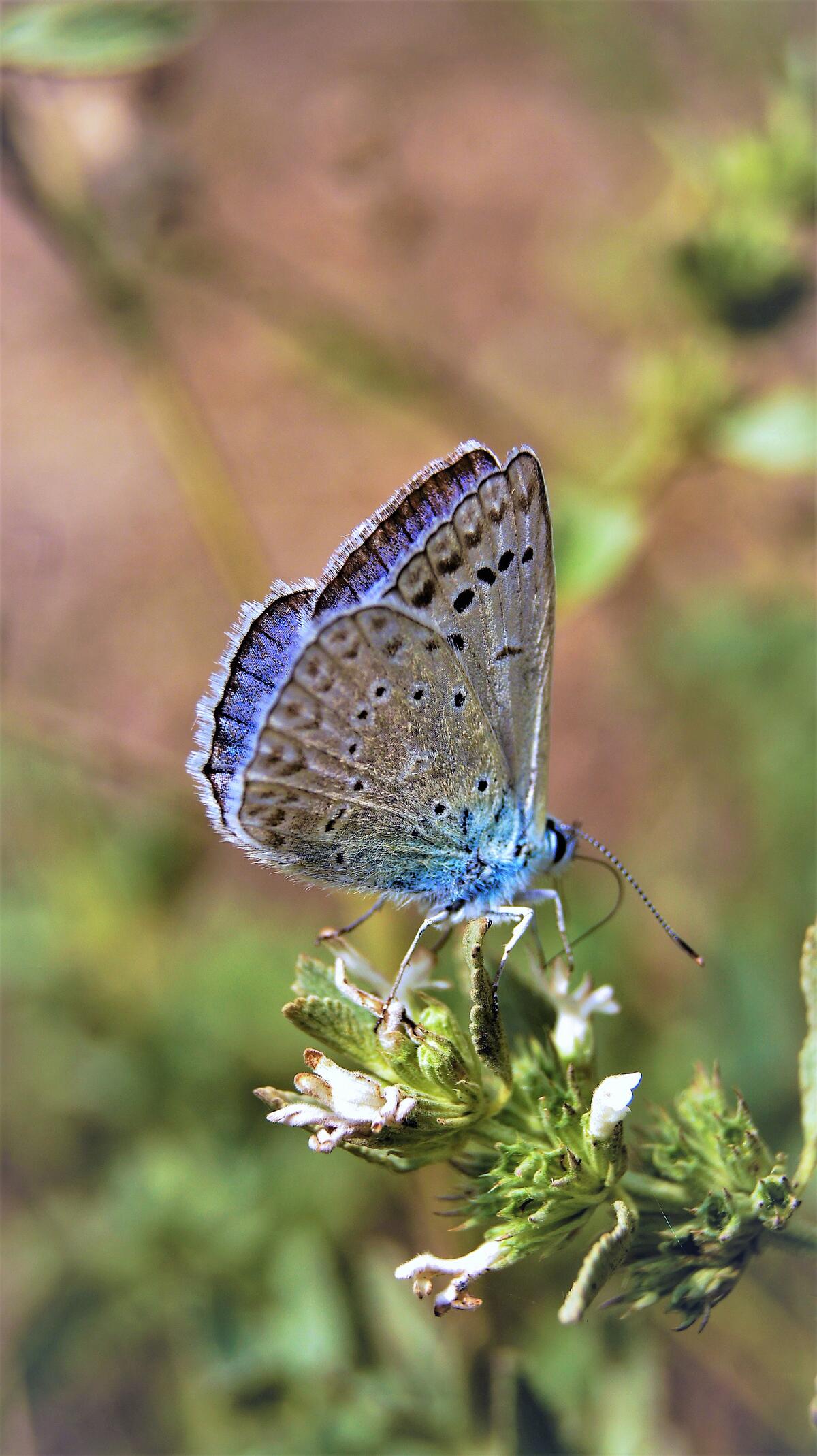 Pigeon Argus. Butterfly. Summer. Blue butterfly