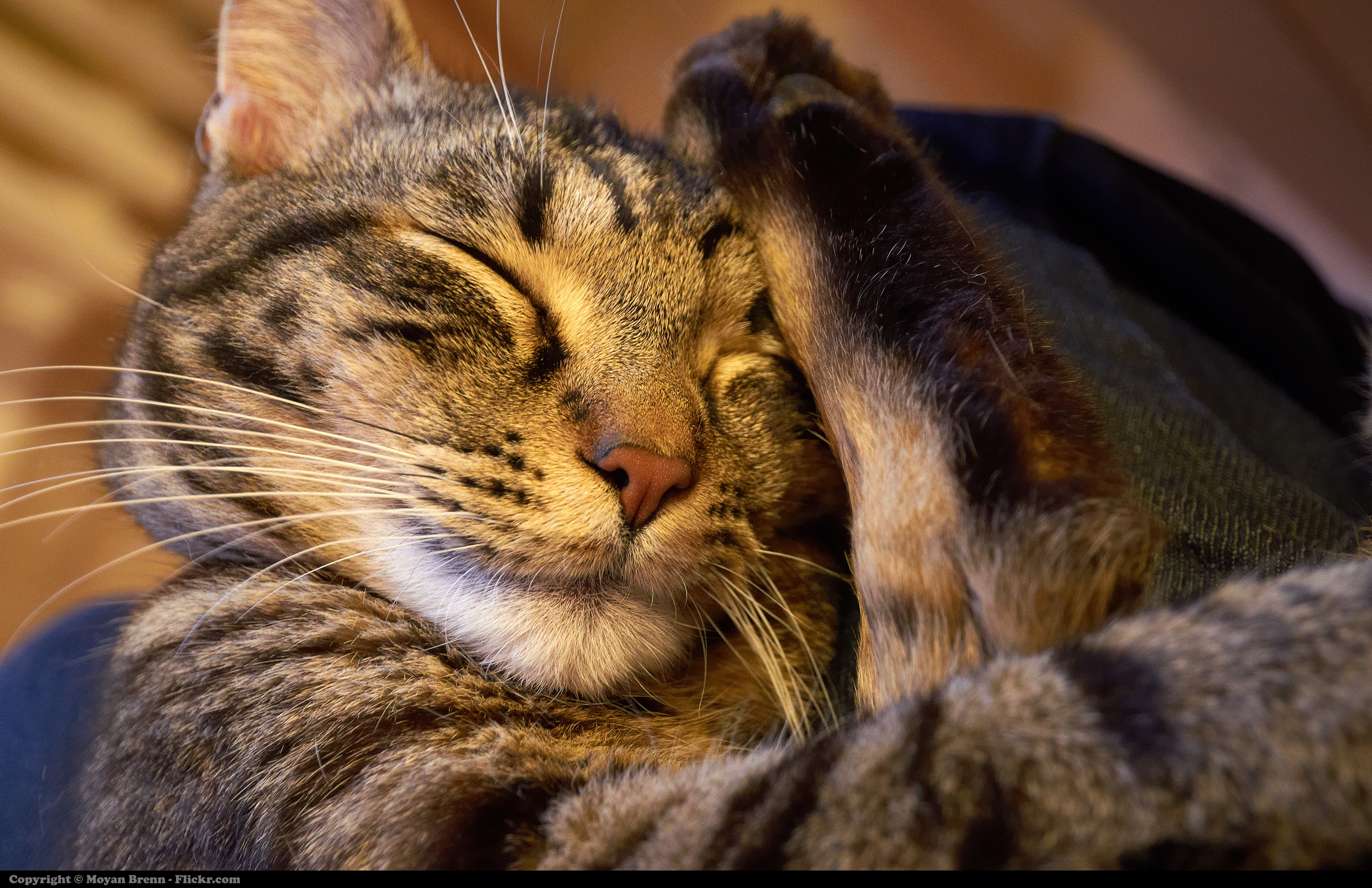 Фото бесплатно кошка, усы, млекопитающее