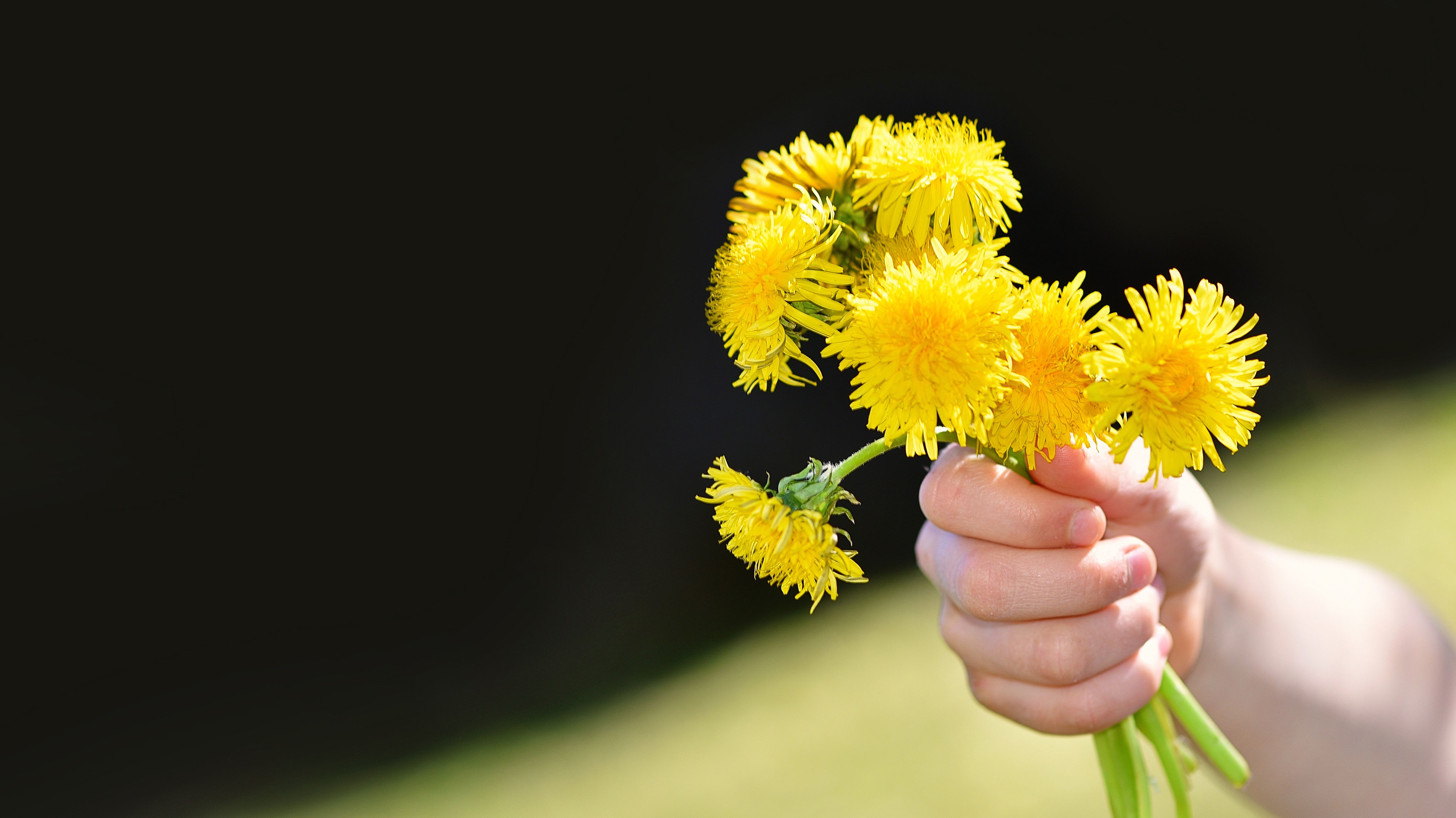Wallpapers child s hand yellow daisy family on the desktop