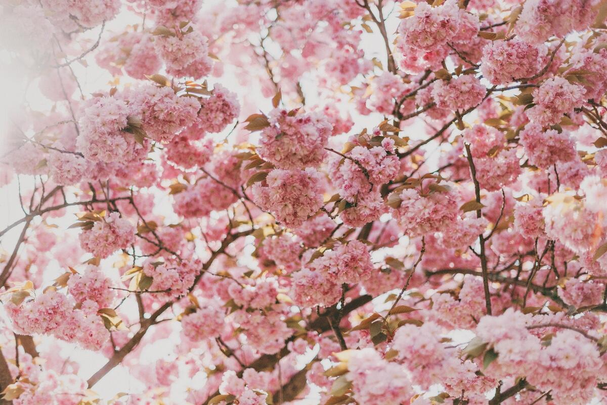 Цветение сакуры розовыми цветами