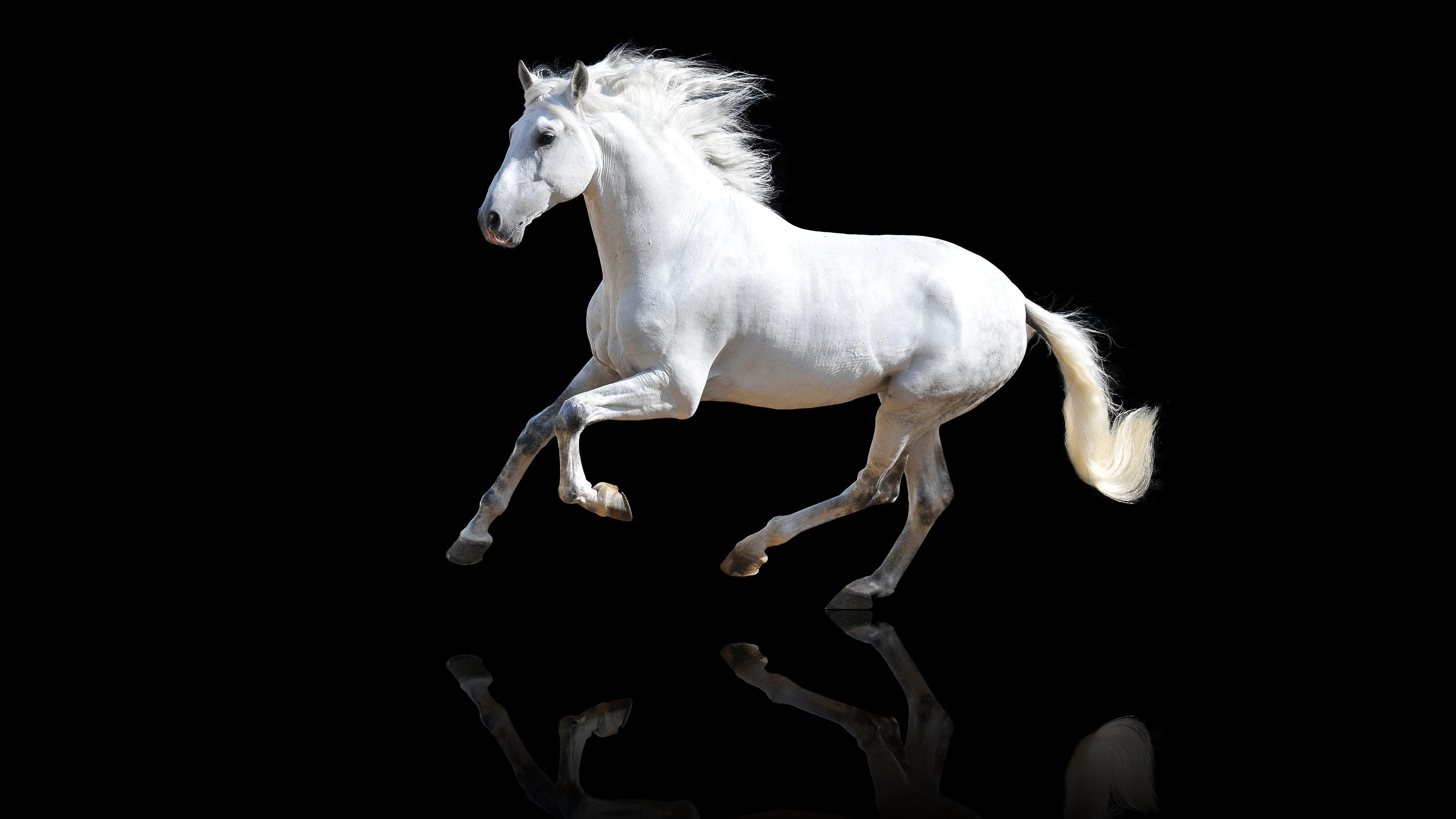 Wallpapers animals horses white on the desktop