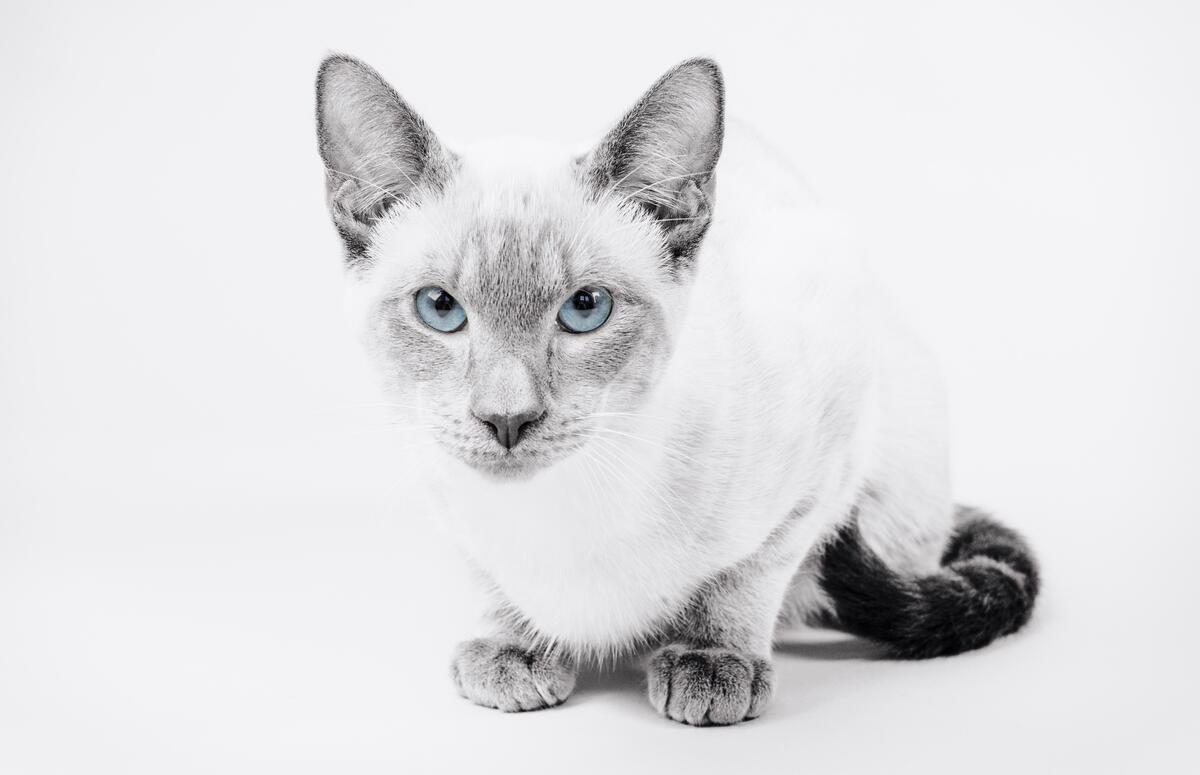 Серый кот на белом фоне