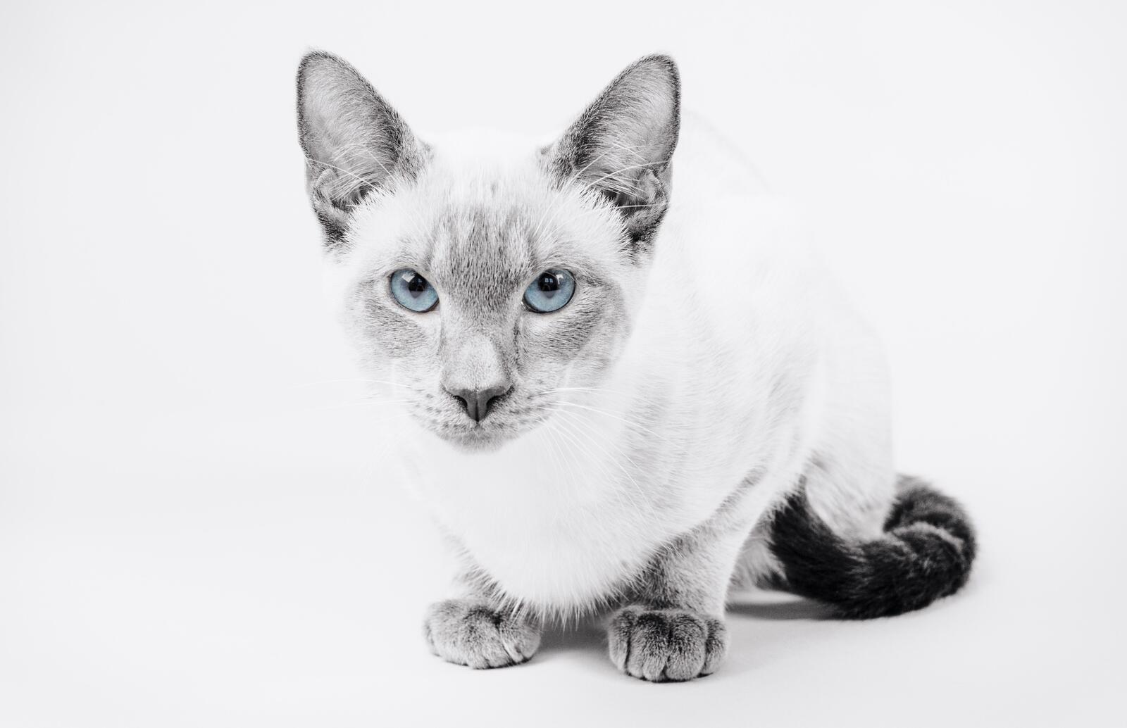 Бесплатное фото Серый кот на белом фоне