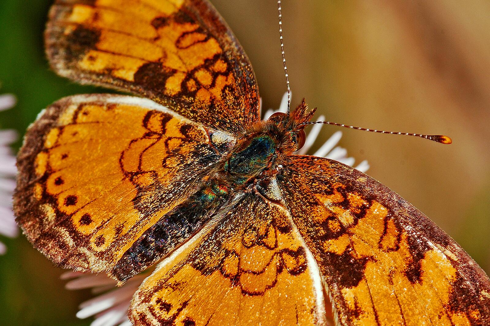 Wallpapers moths and butterflies summer nature on the desktop