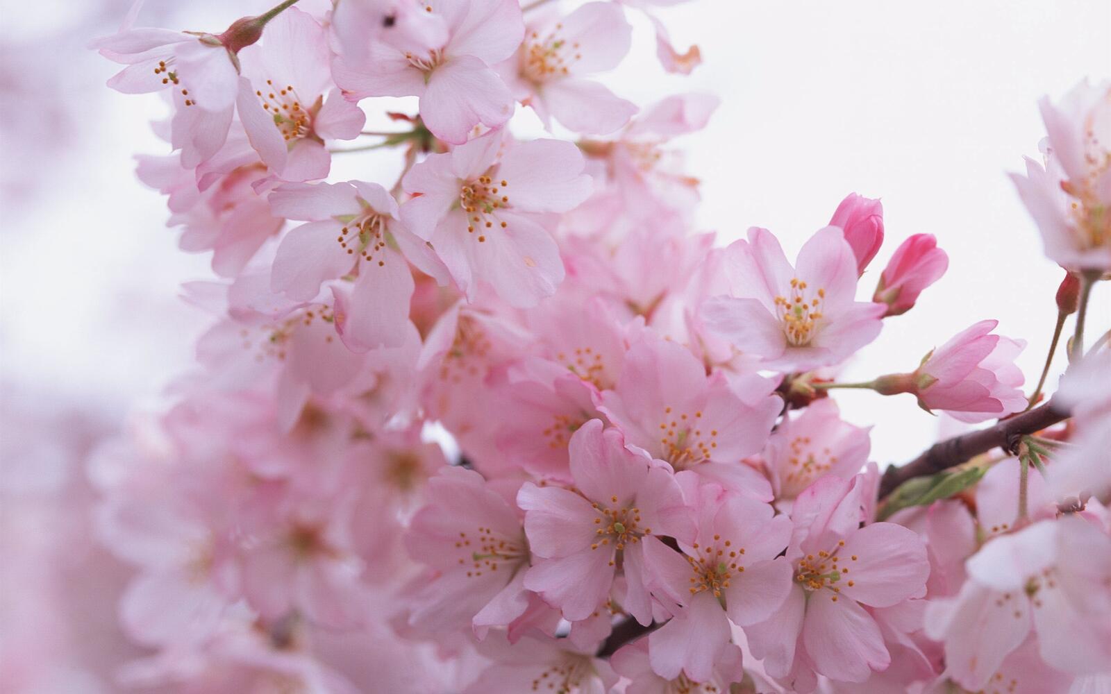Wallpapers sakura petals wallpaper cherry blossom flowers on the desktop
