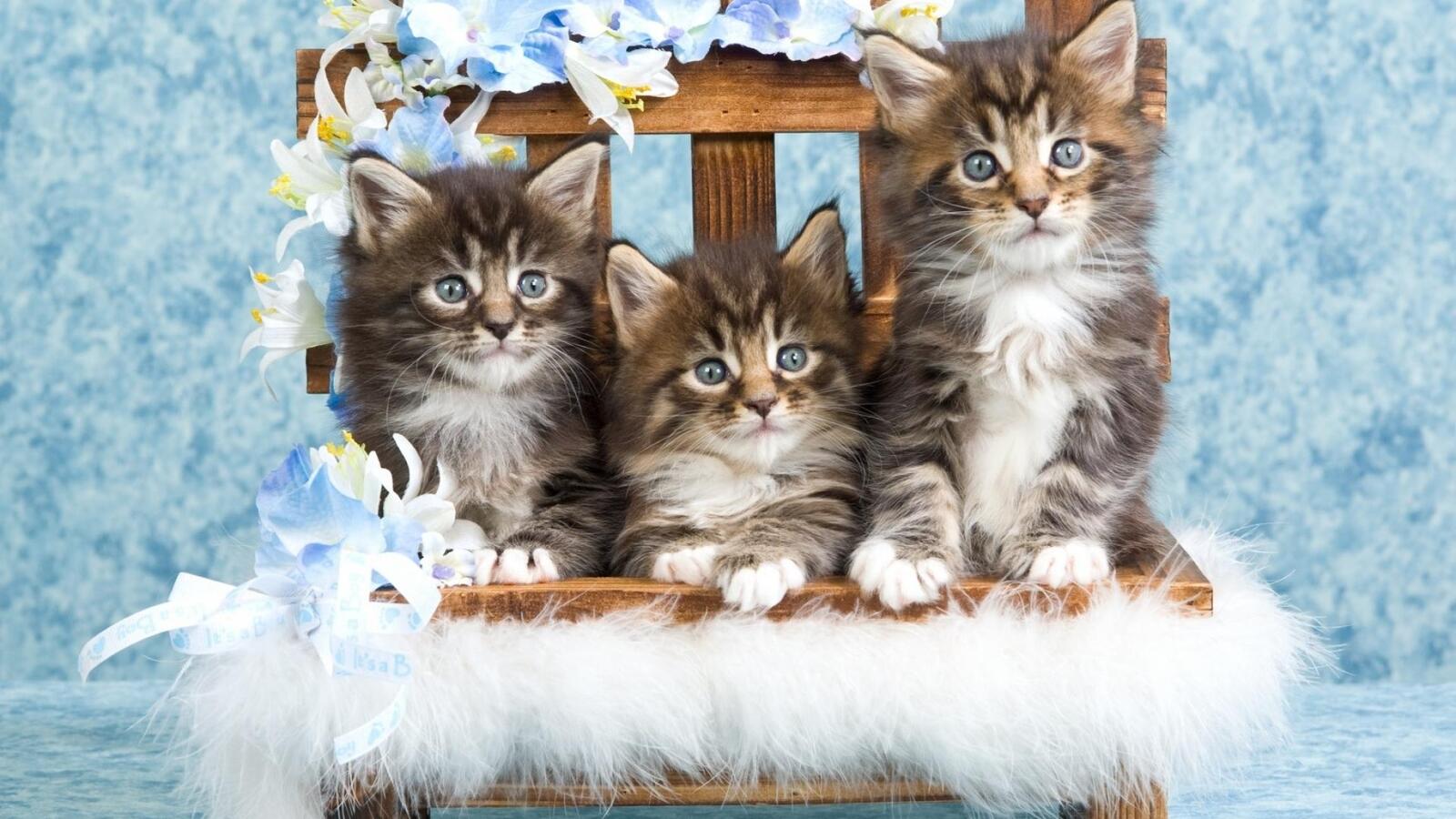 桌面上的壁纸猫咪 三只小猫 国内