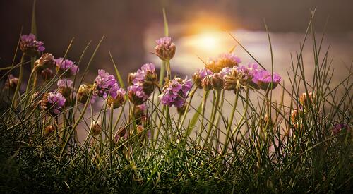 草地上的紫色花朵