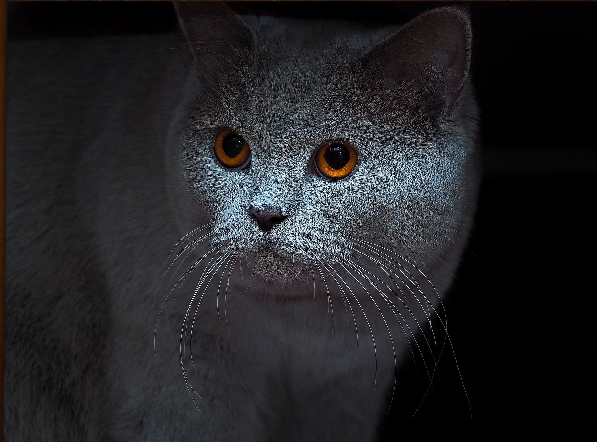 Wallpapers British Shorthair Cat muzzle look on the desktop