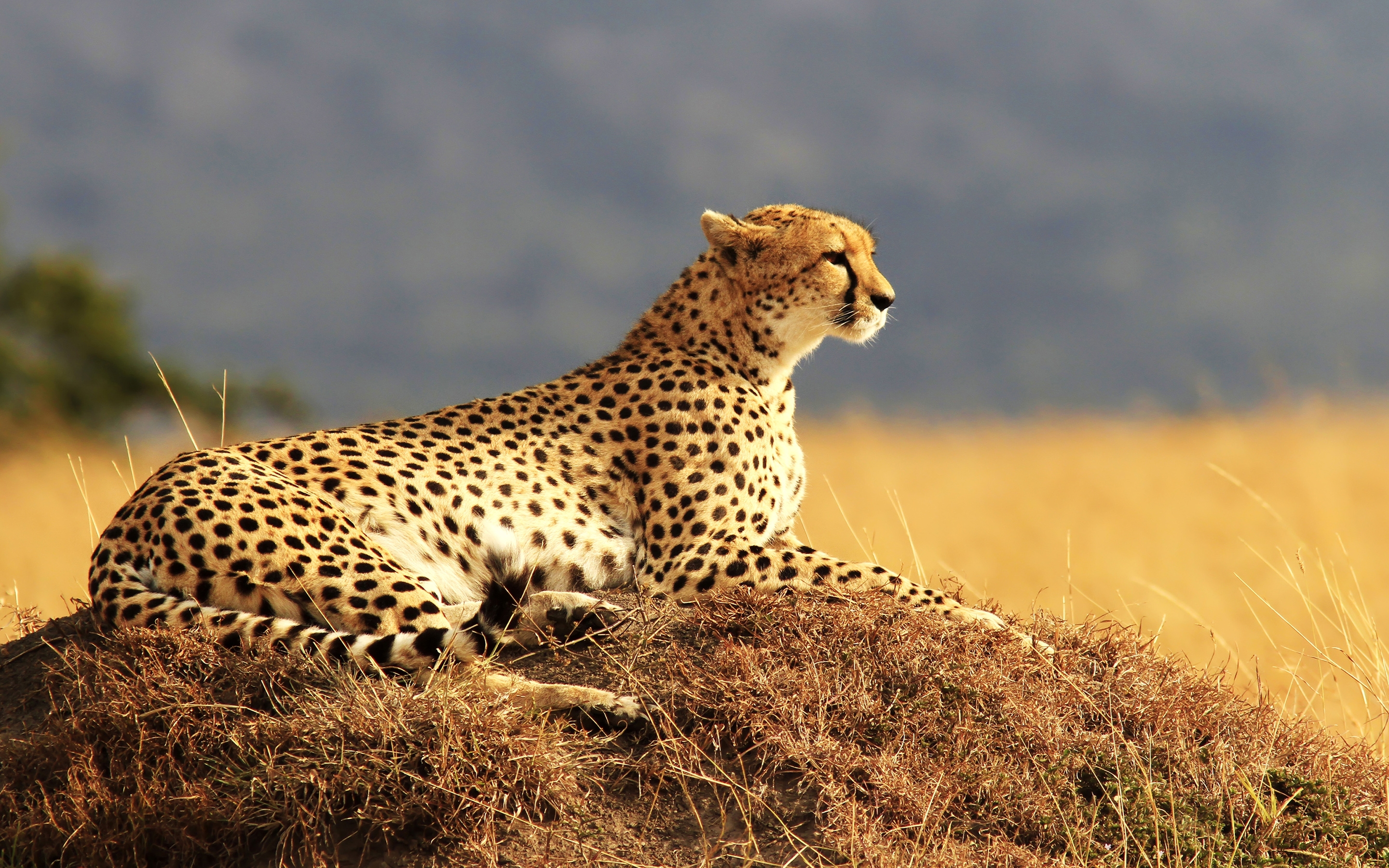 Free photo A cheetah resting in the sun