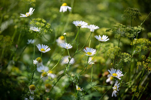 Meadow daisies