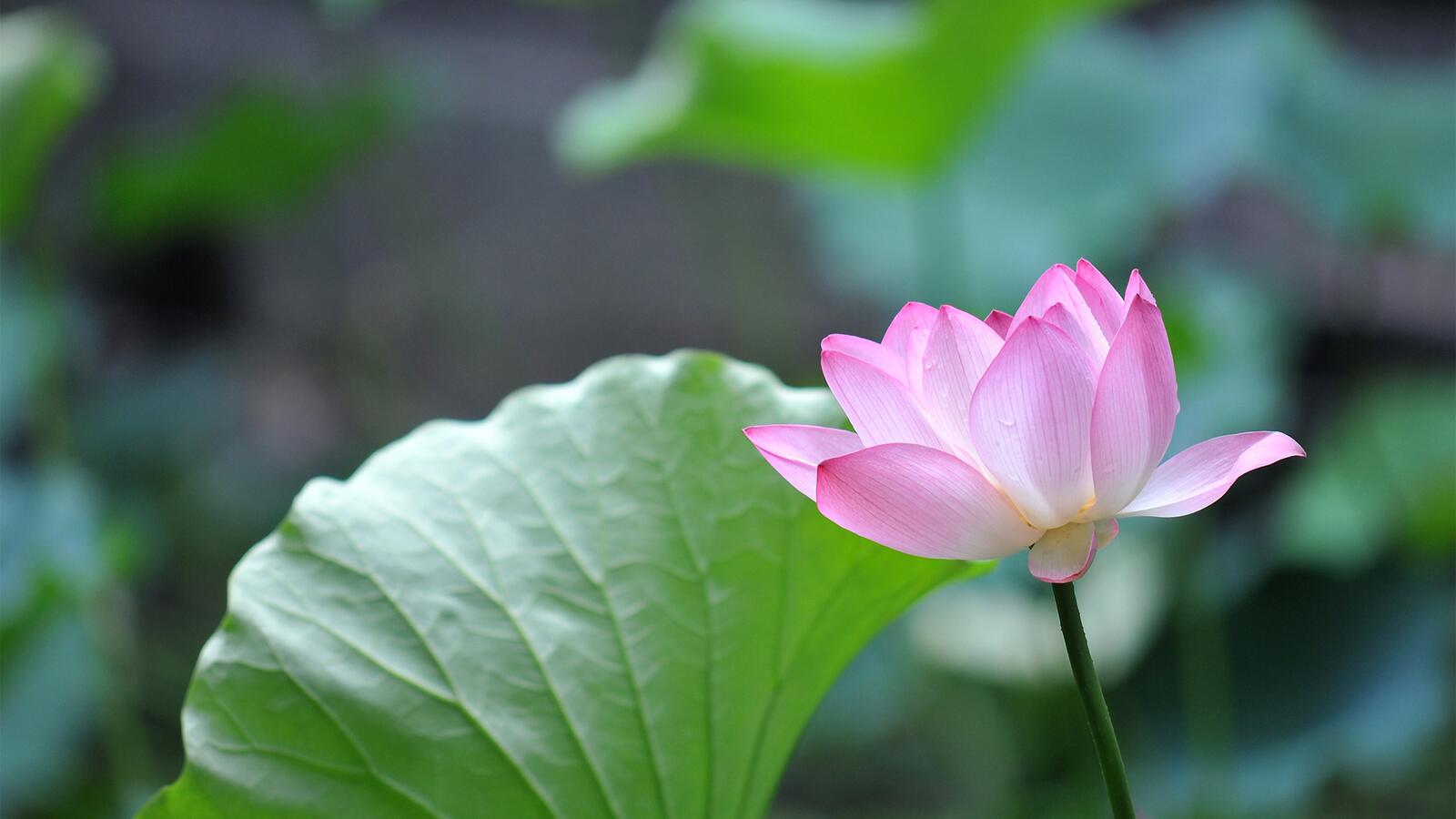 Wallpapers lotus family macro photography terrestrial plant on the desktop