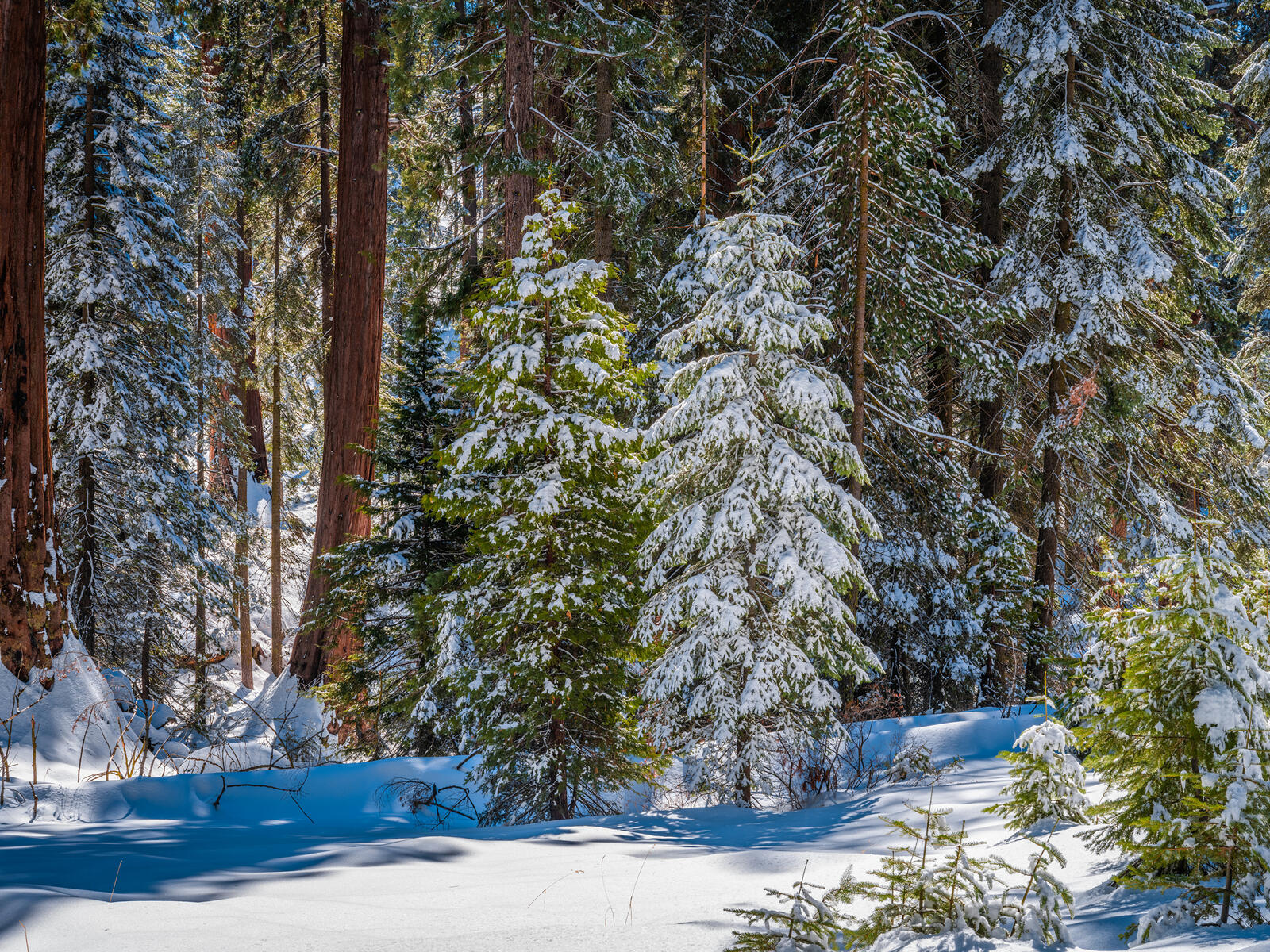 Wallpapers California forest snowy trees on the desktop