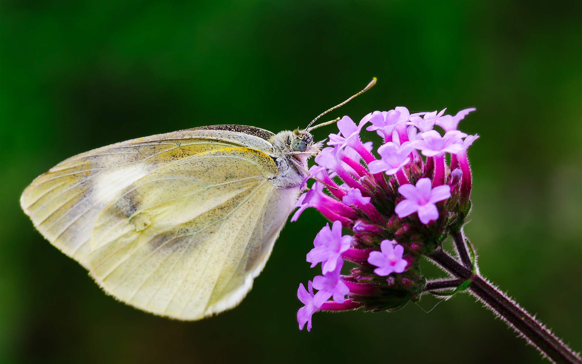 Фото бесплатно макросъёмка, бабочка, насекомые