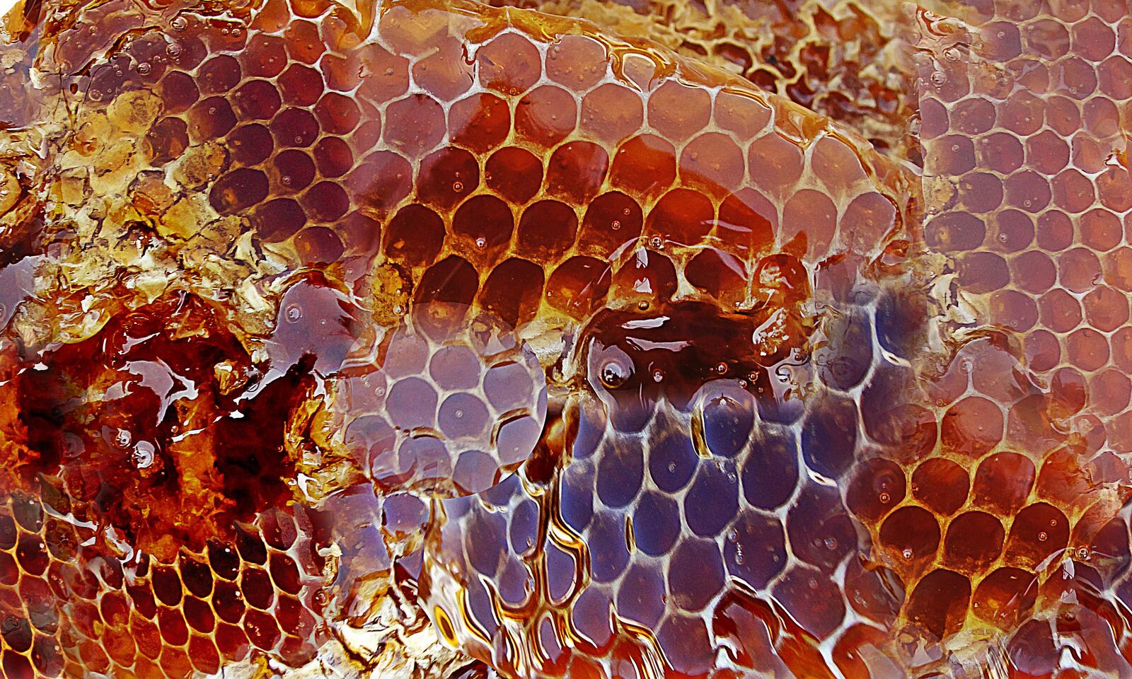 Wallpapers sweet honey pattern on the desktop