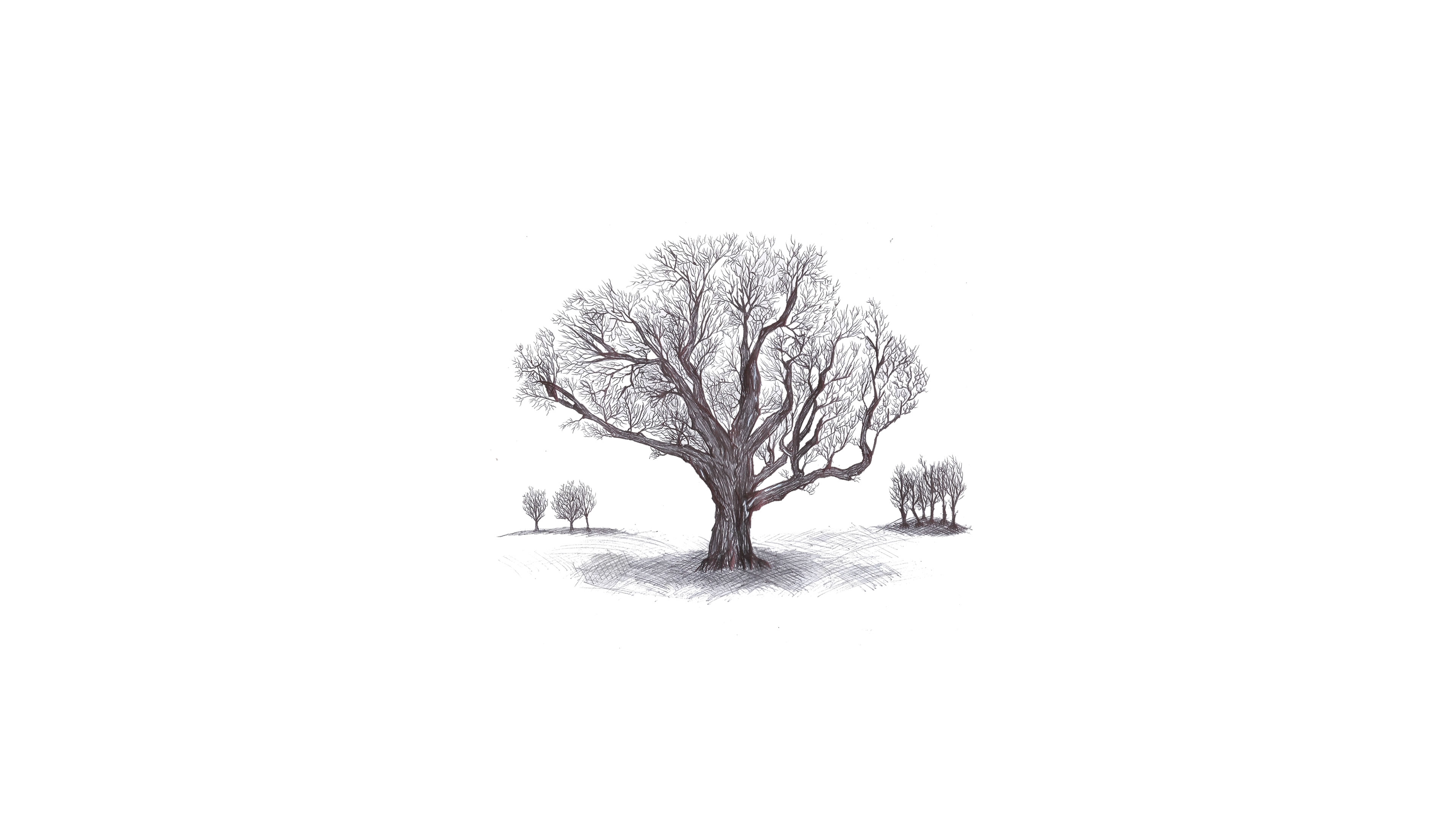 Фото бесплатно эскиз дерева, белый фон, рисунок