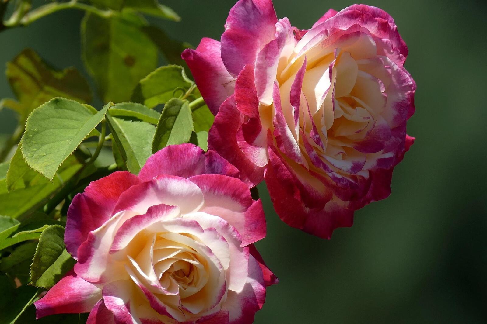 Обои цветы роза розовые лепестки на рабочий стол