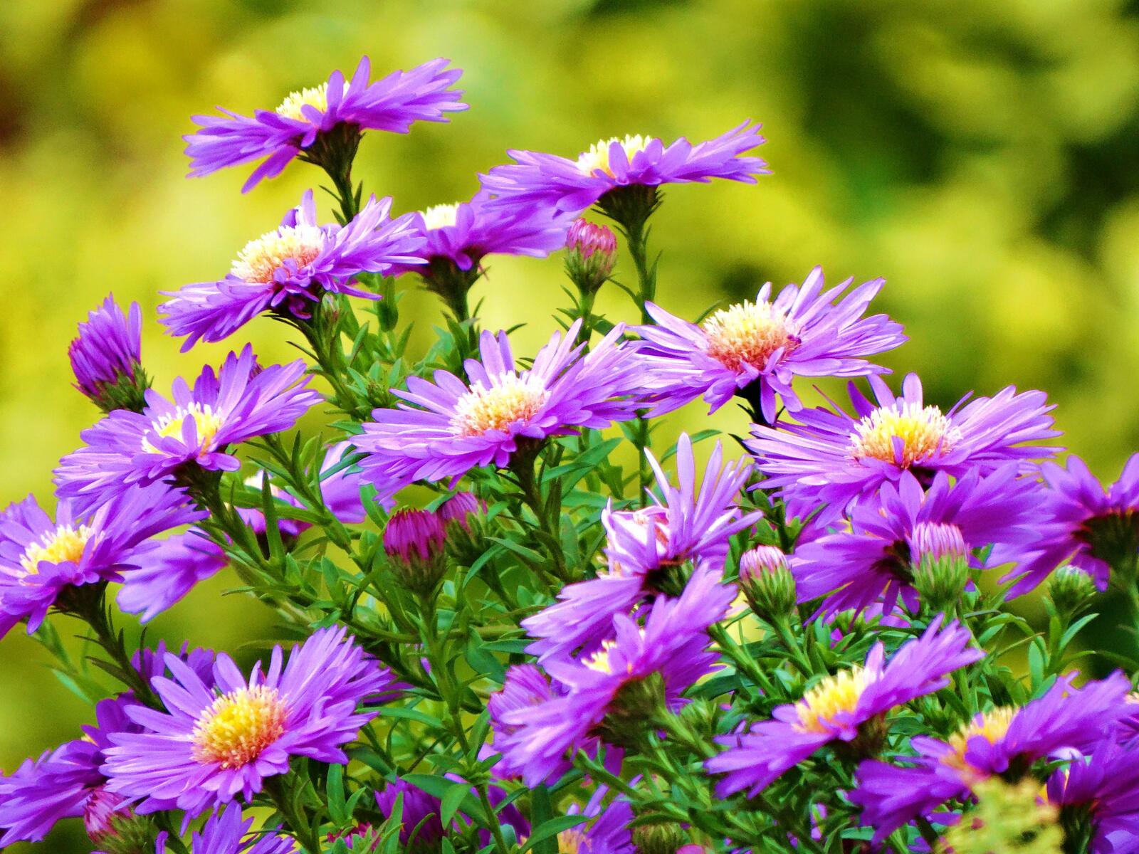 Free photo Purple daisies