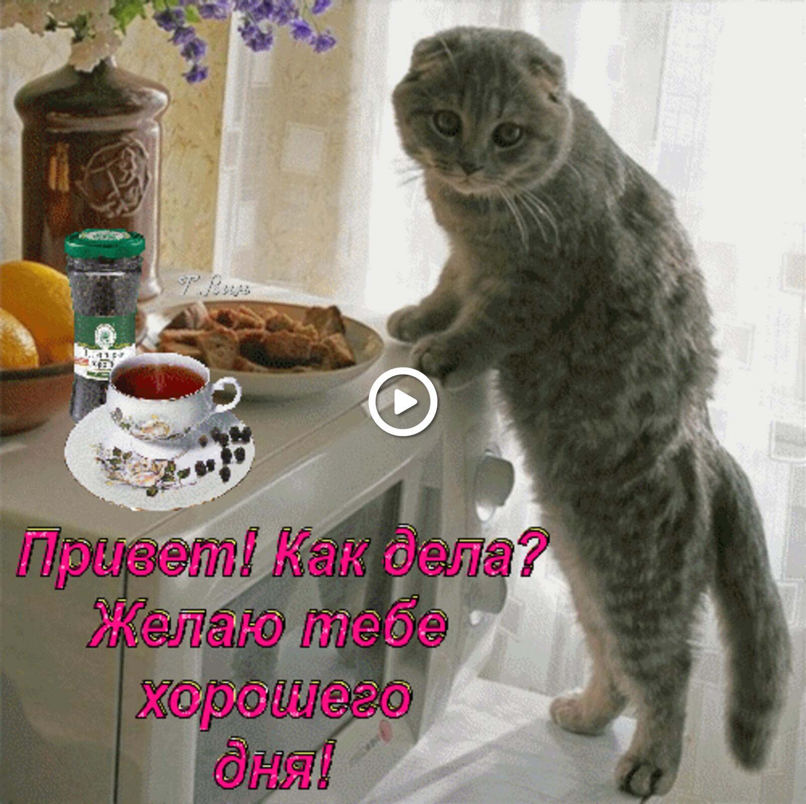 Открытка на тему напиток утро пожелание котенок бесплатно