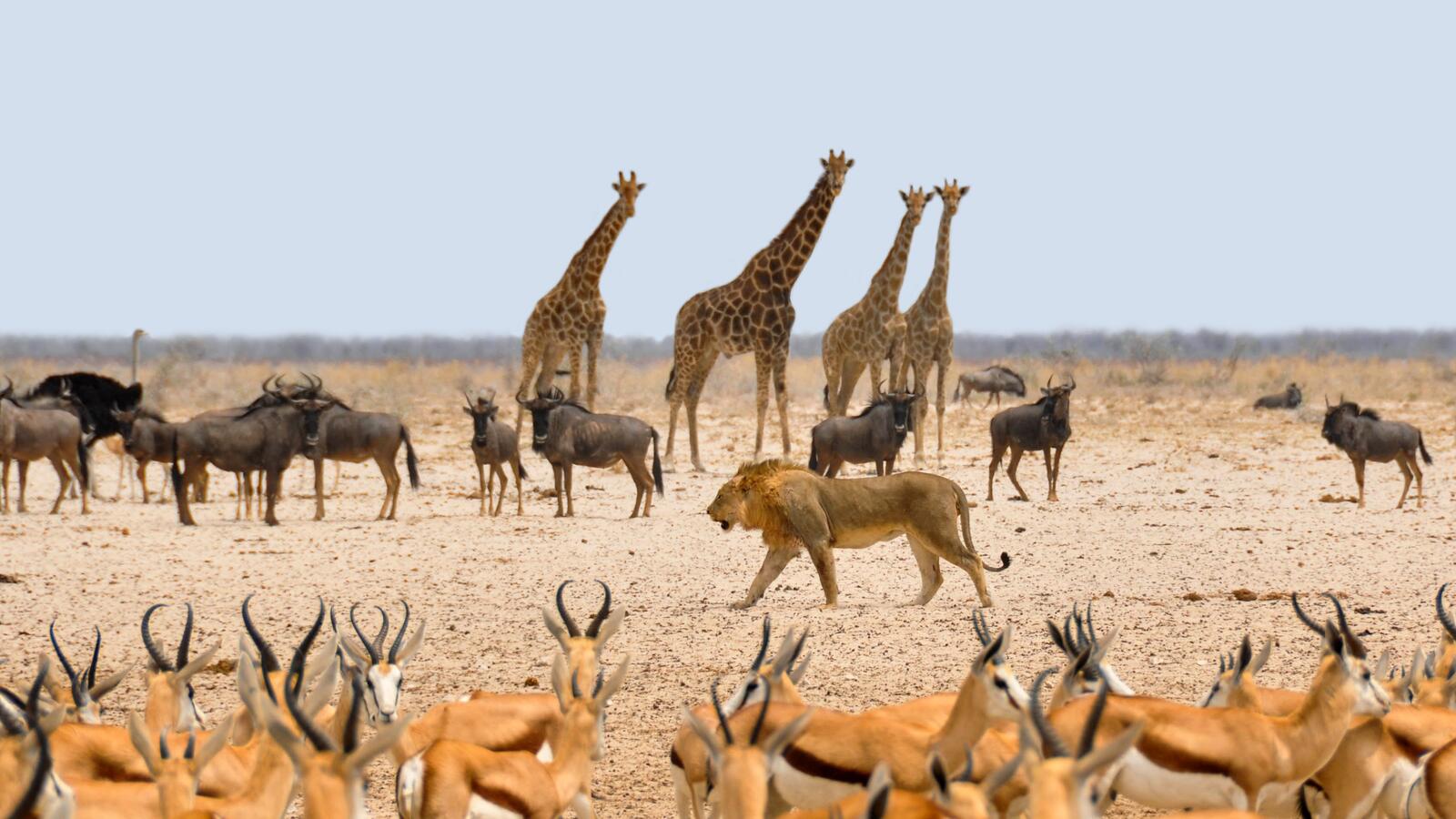 Wallpapers Savanna prairie giraffes on the desktop