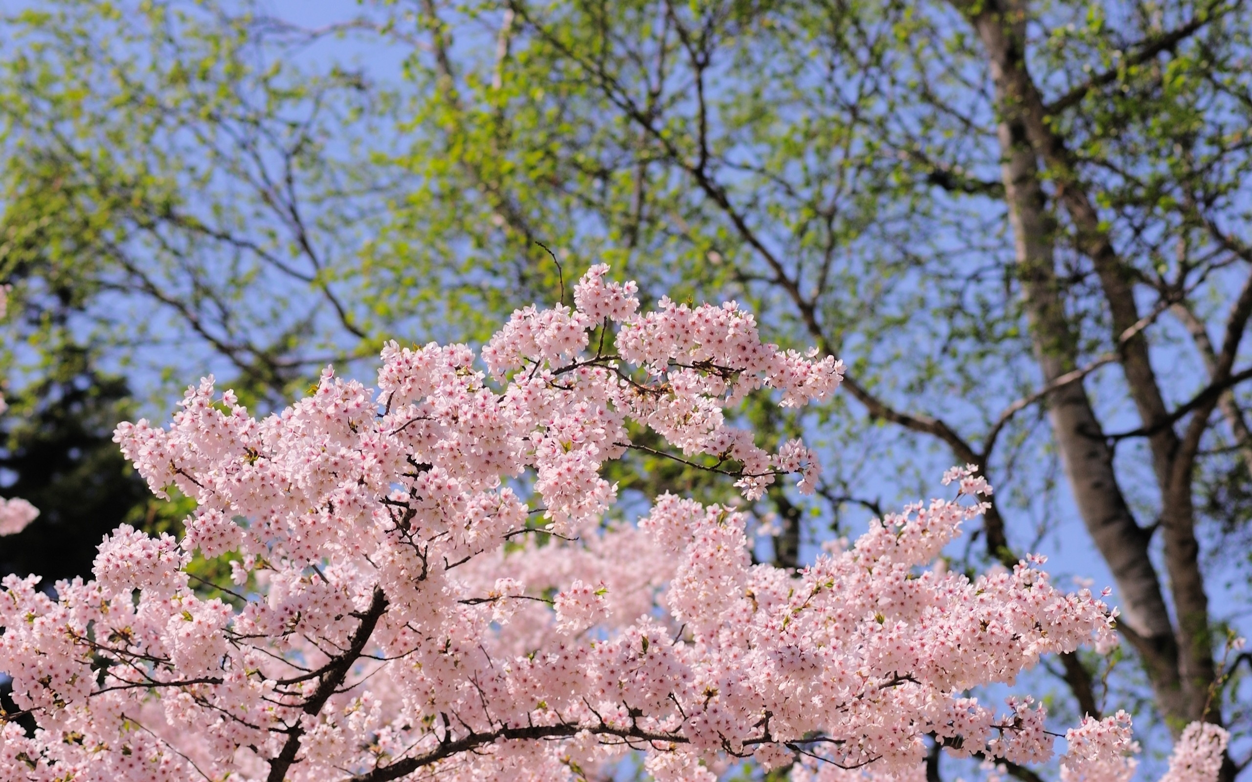 Обои цветение сакуры весна цветы вишни на рабочий стол
