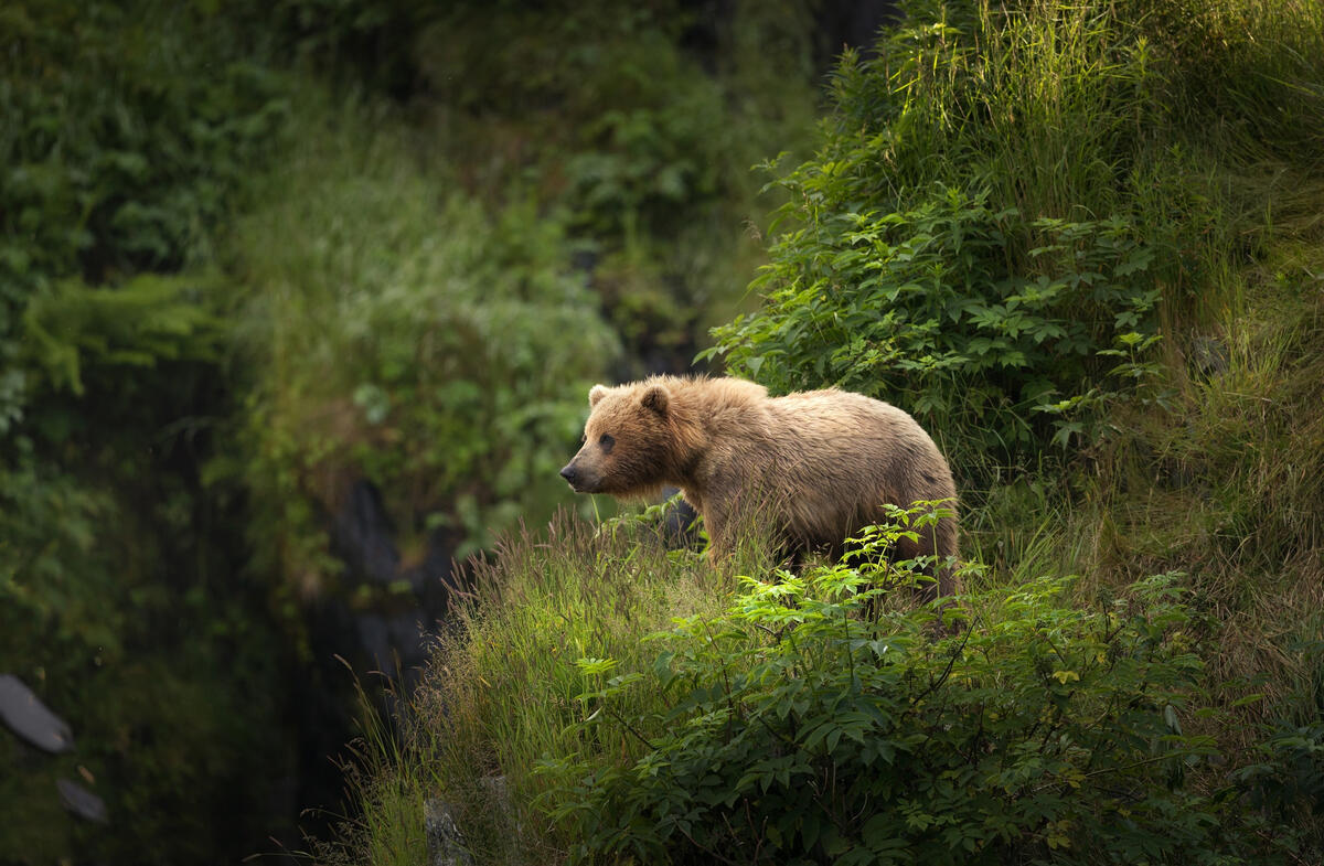 A small brown bear standing on a cliff.